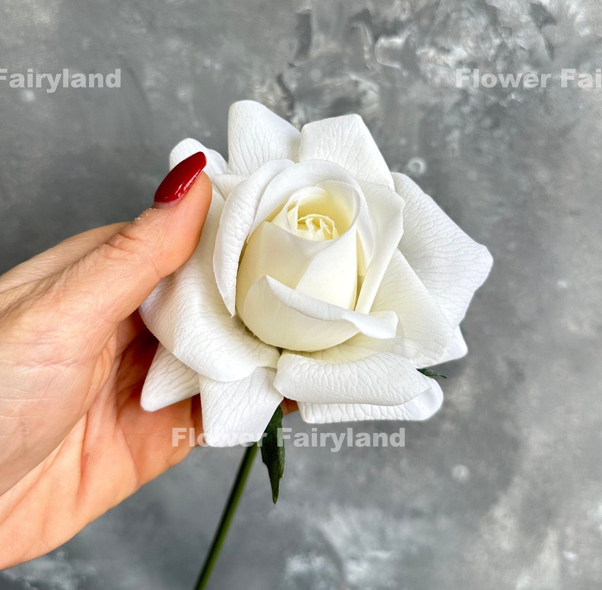Milky white rose close-up