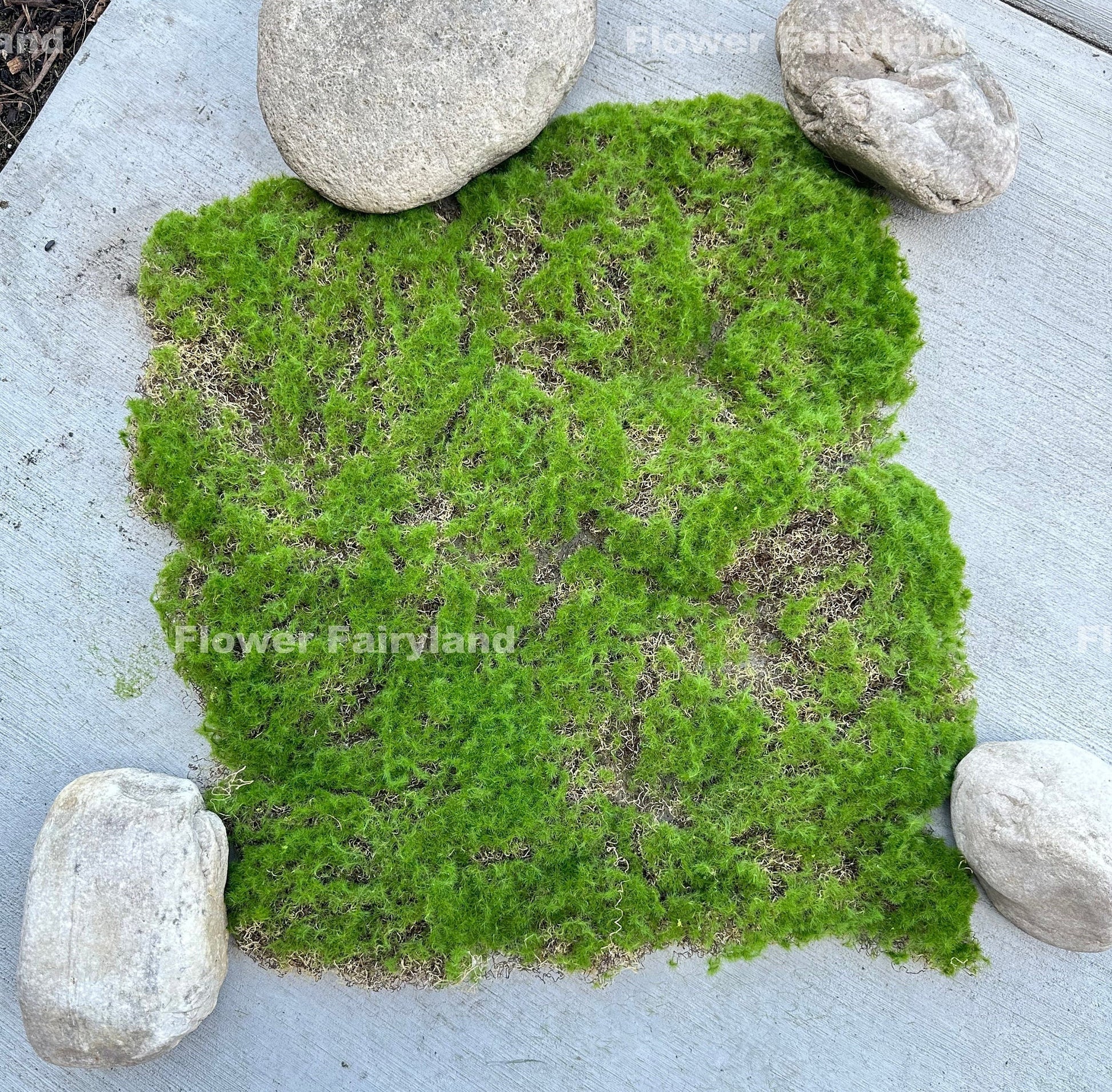 Faux bryophyta moss big piece texture