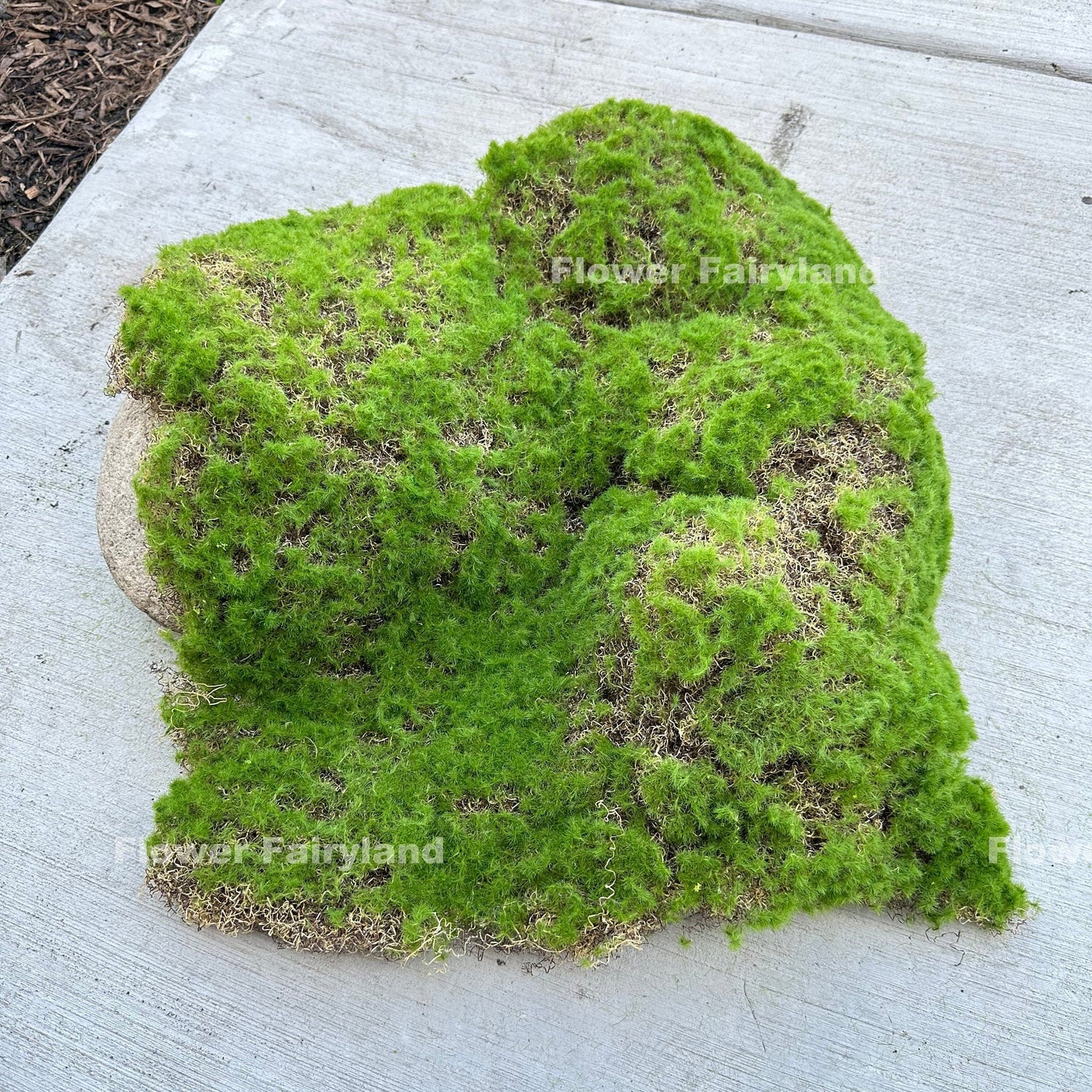 Large faux bryophyta moss piece