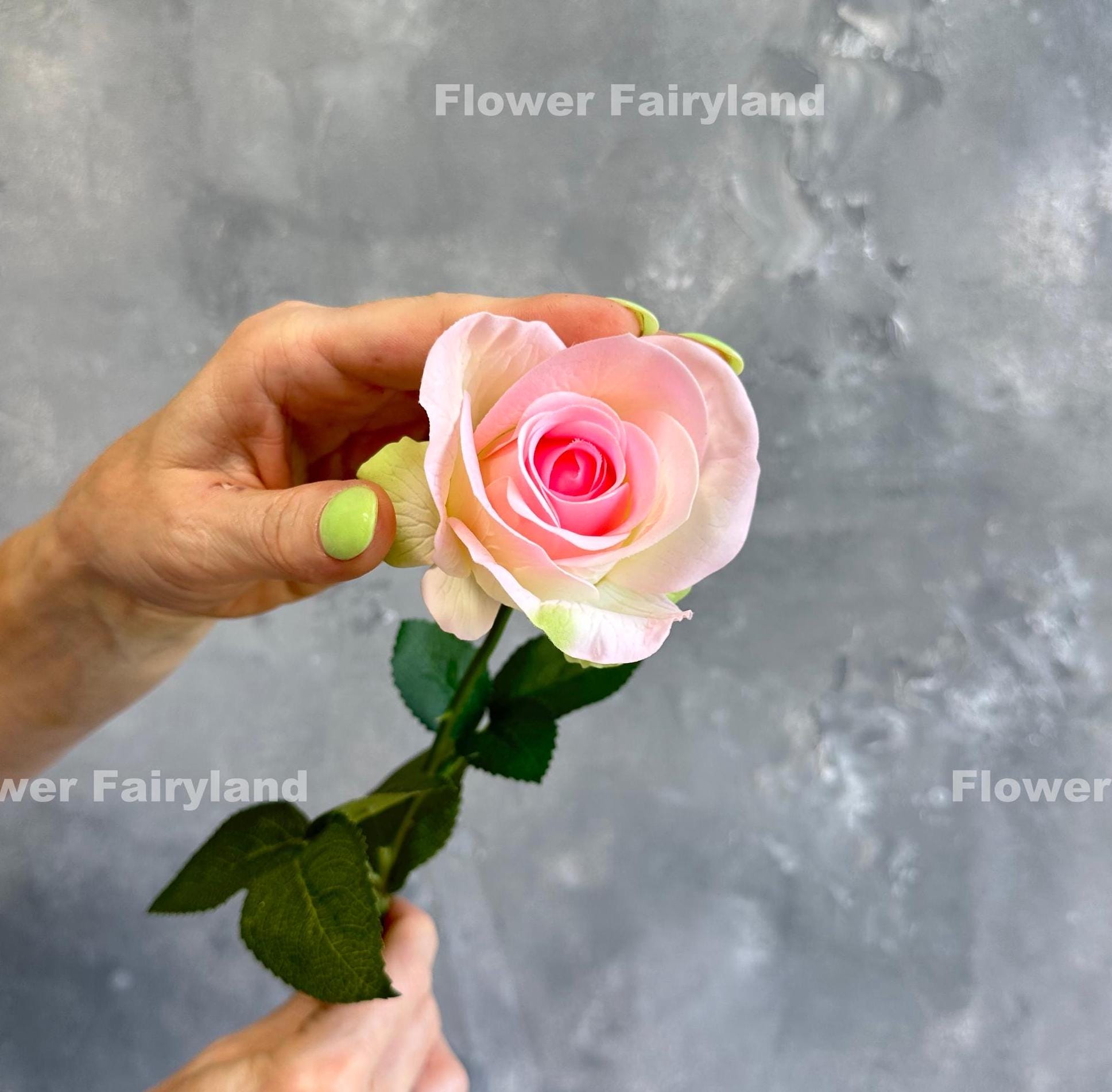 Light greenish pink half opened rose bloom close up