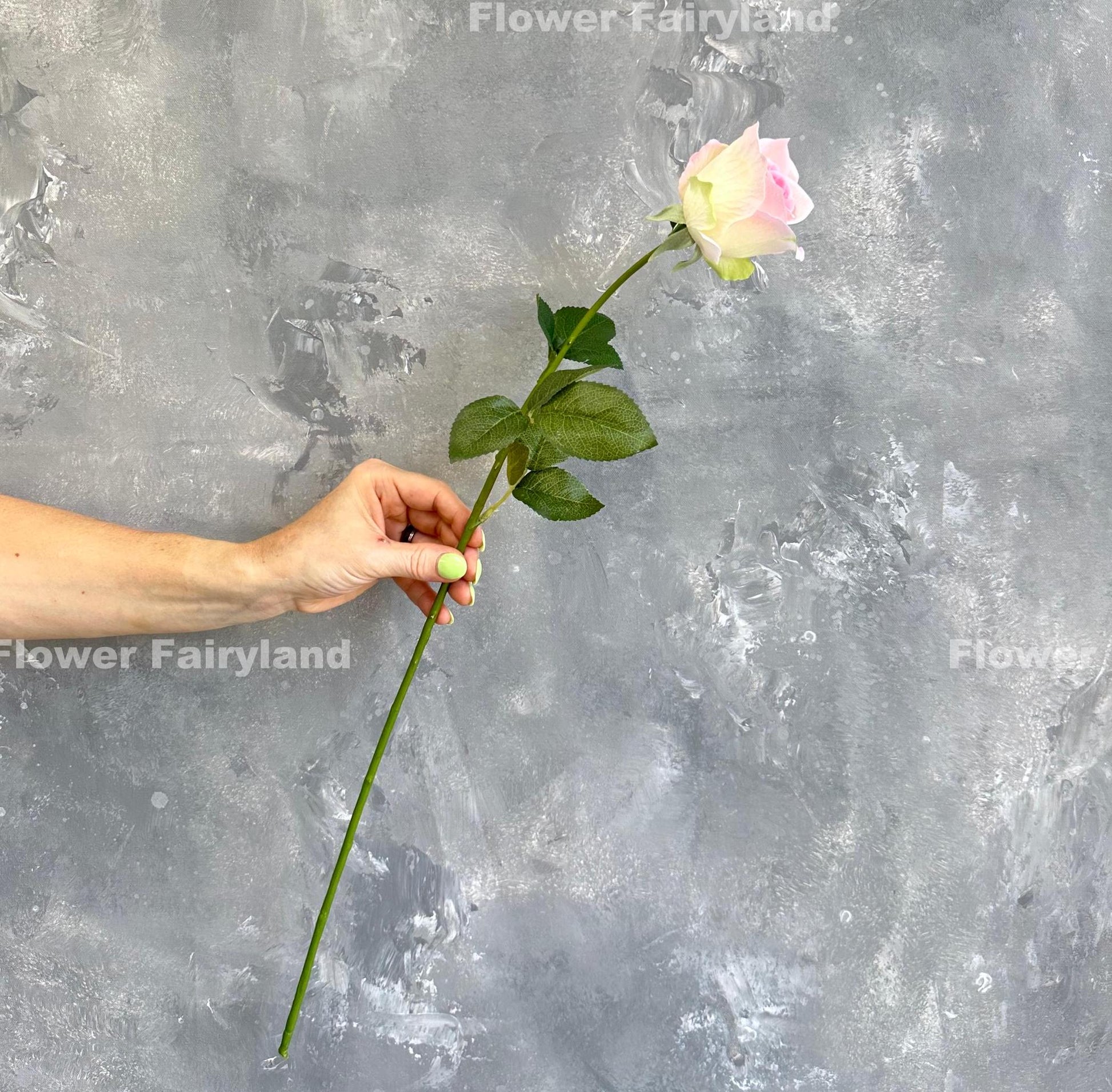 Light greenish pink half opened rose stem held in hand