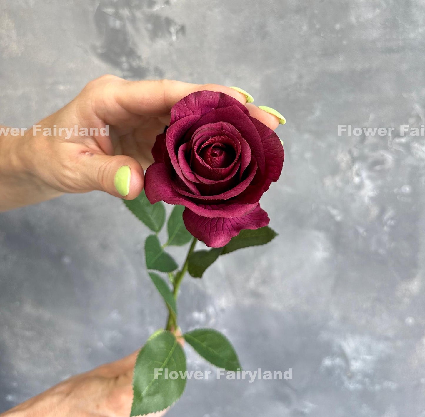 Wine half opened rose bloom close up