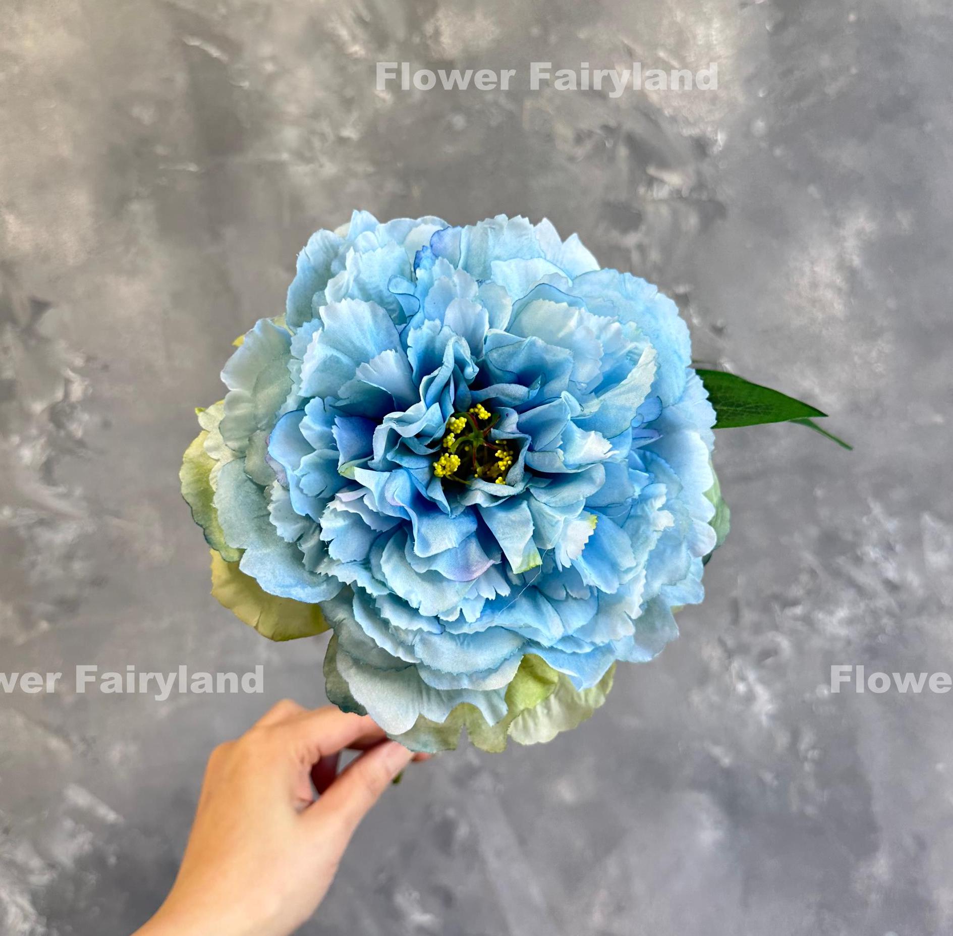 Blue huge peony bloom held in hand