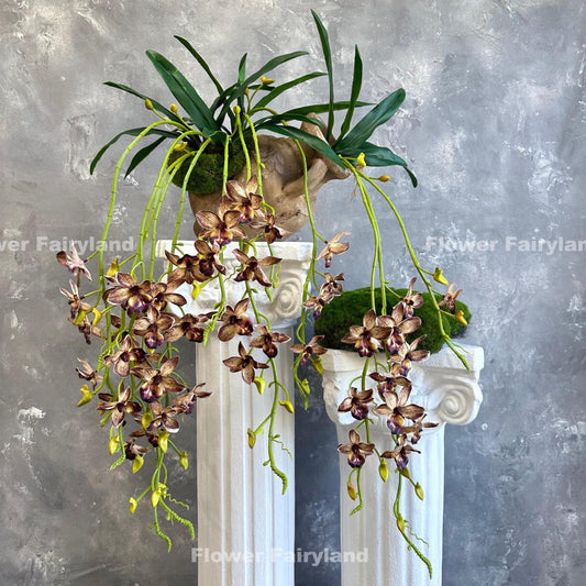 Brown hanging orchid styled on wall