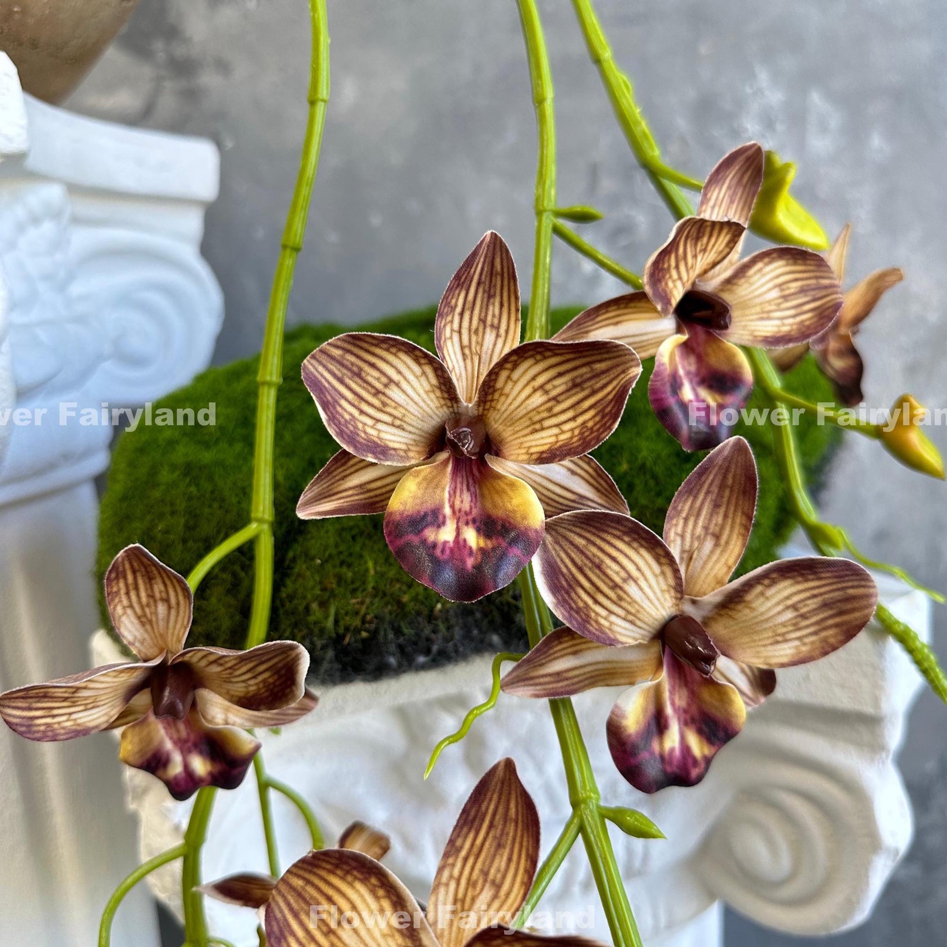 Brown faux hanging Rodriguezia orchid with leaves and roots