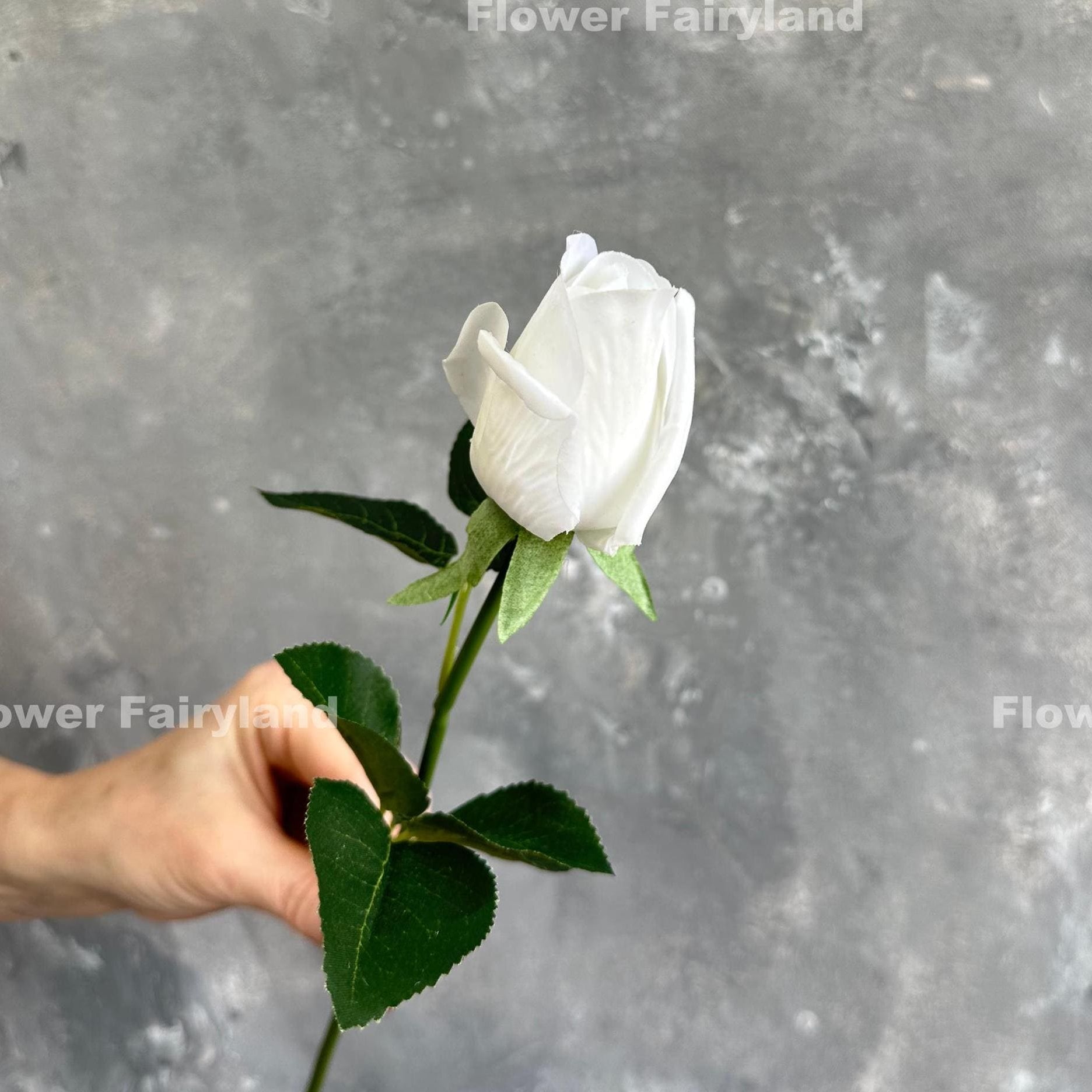 Real touch white rose bud single stem held in hand