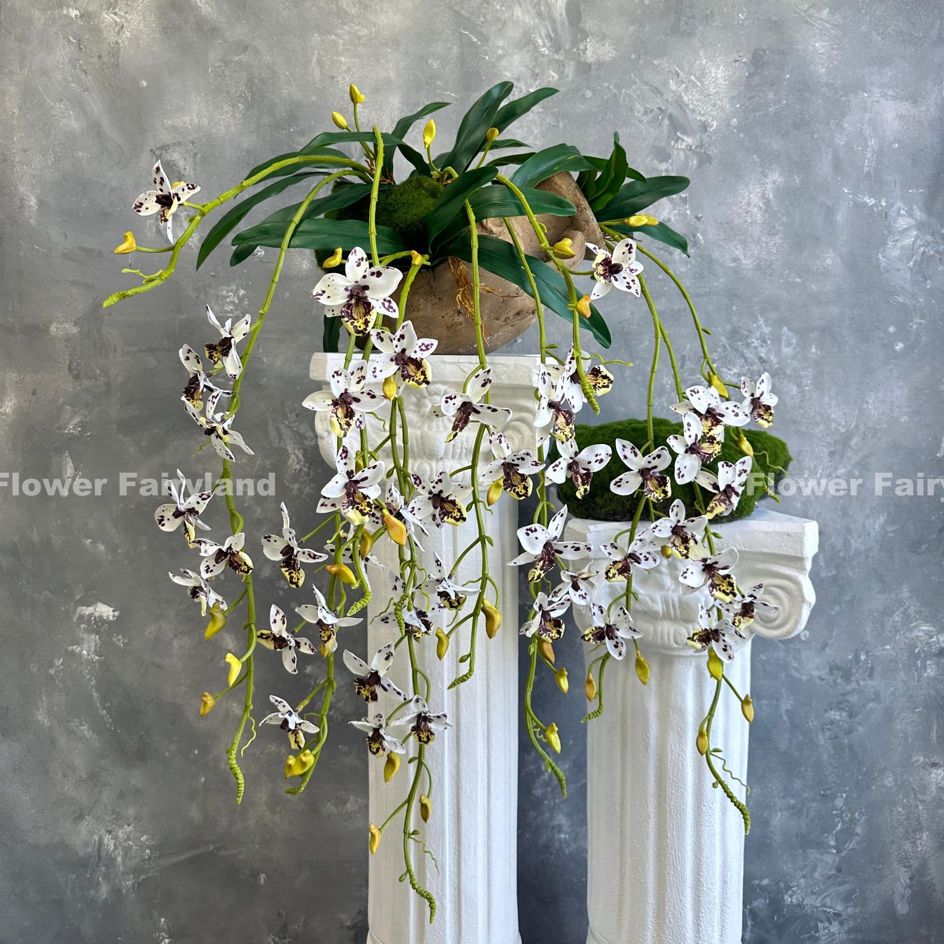 Dotted hanging orchid styled on wall