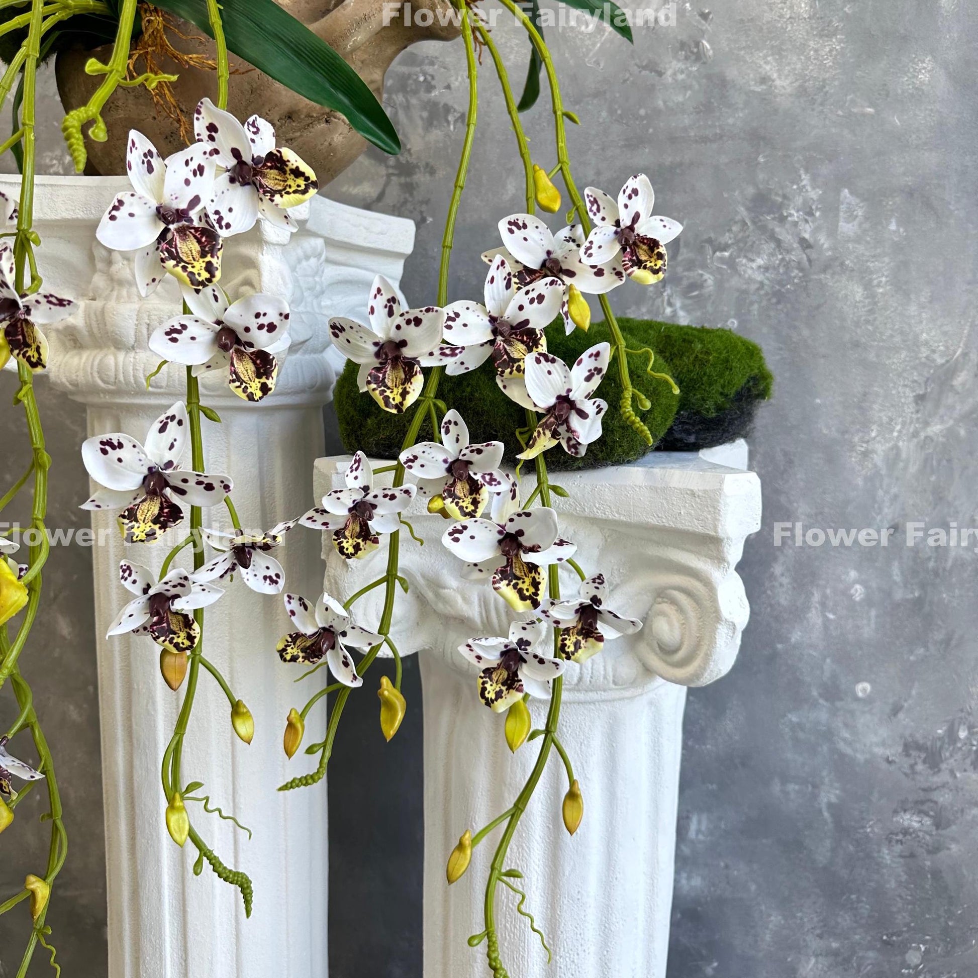 Dotted hanging orchid bloom detail