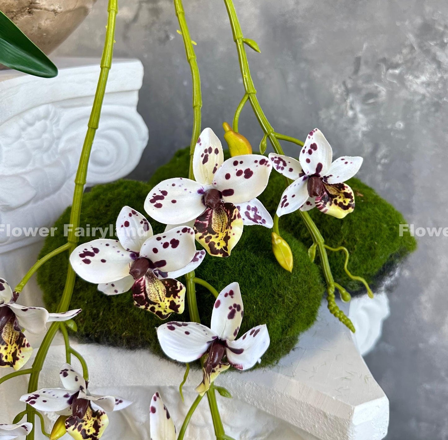 Dotted faux hanging Rodriguezia orchid