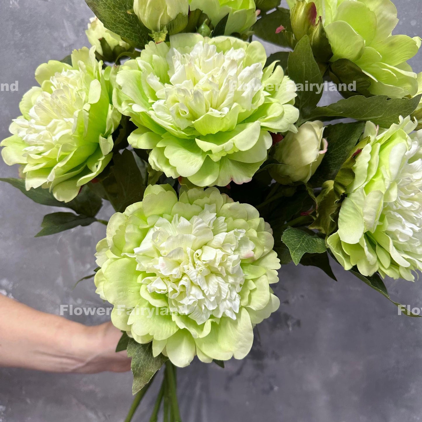 Lime green real touch peony blooms close up