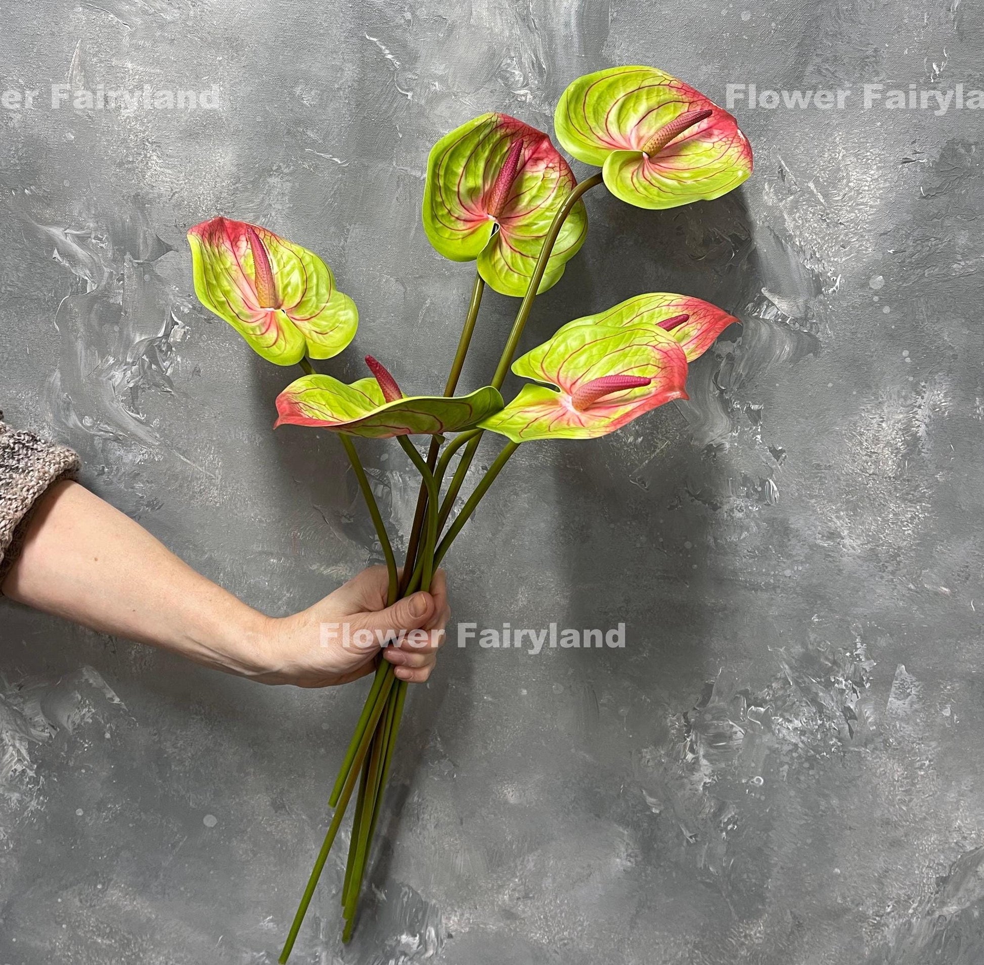 Pinkish green anthurium stem held in hand