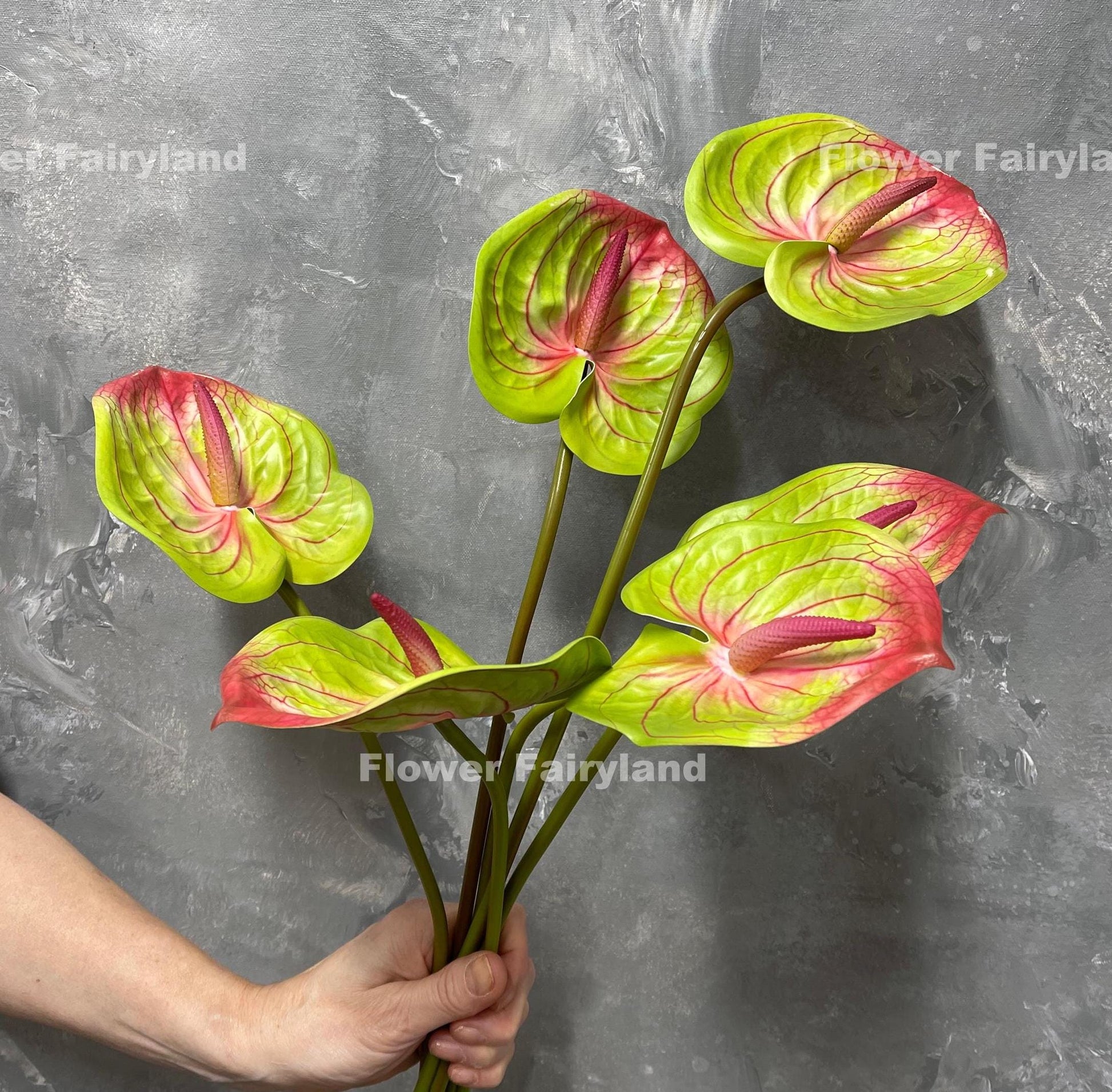 Pinkish green anthurium flower head close-up