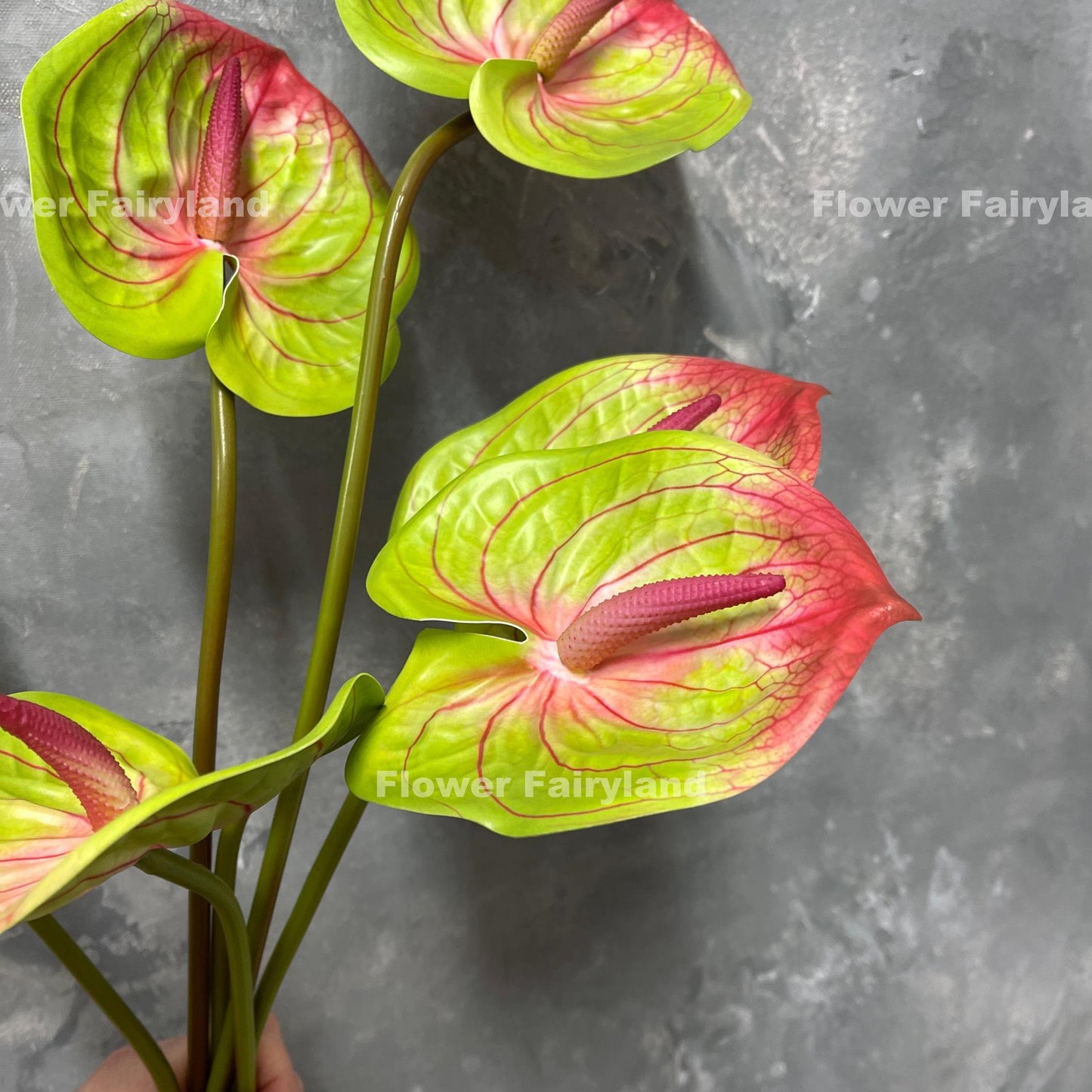 Pinkish green anthurium - three stems