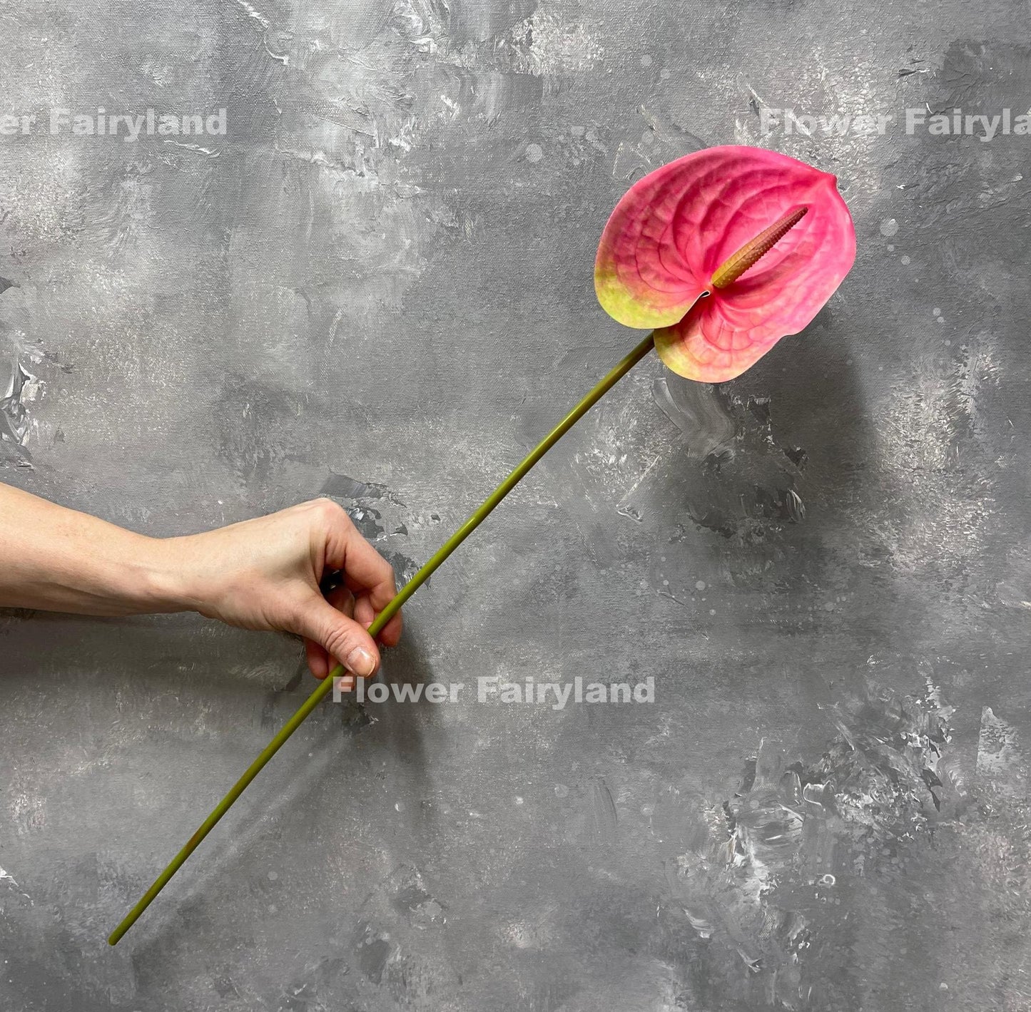 Pink anthurium stem held in hand