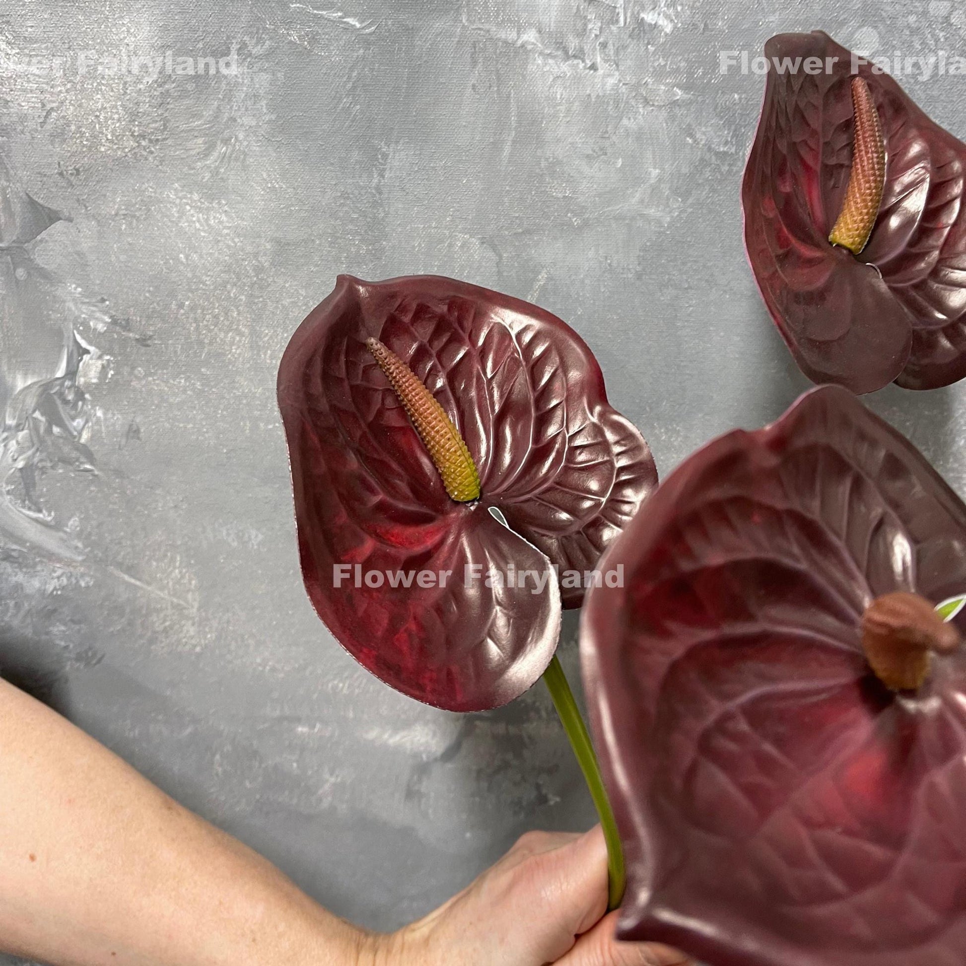Burgundy anthurium flower heads detail