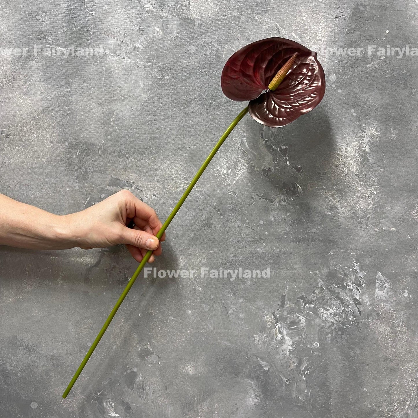 Burgundy anthurium stems held in hand