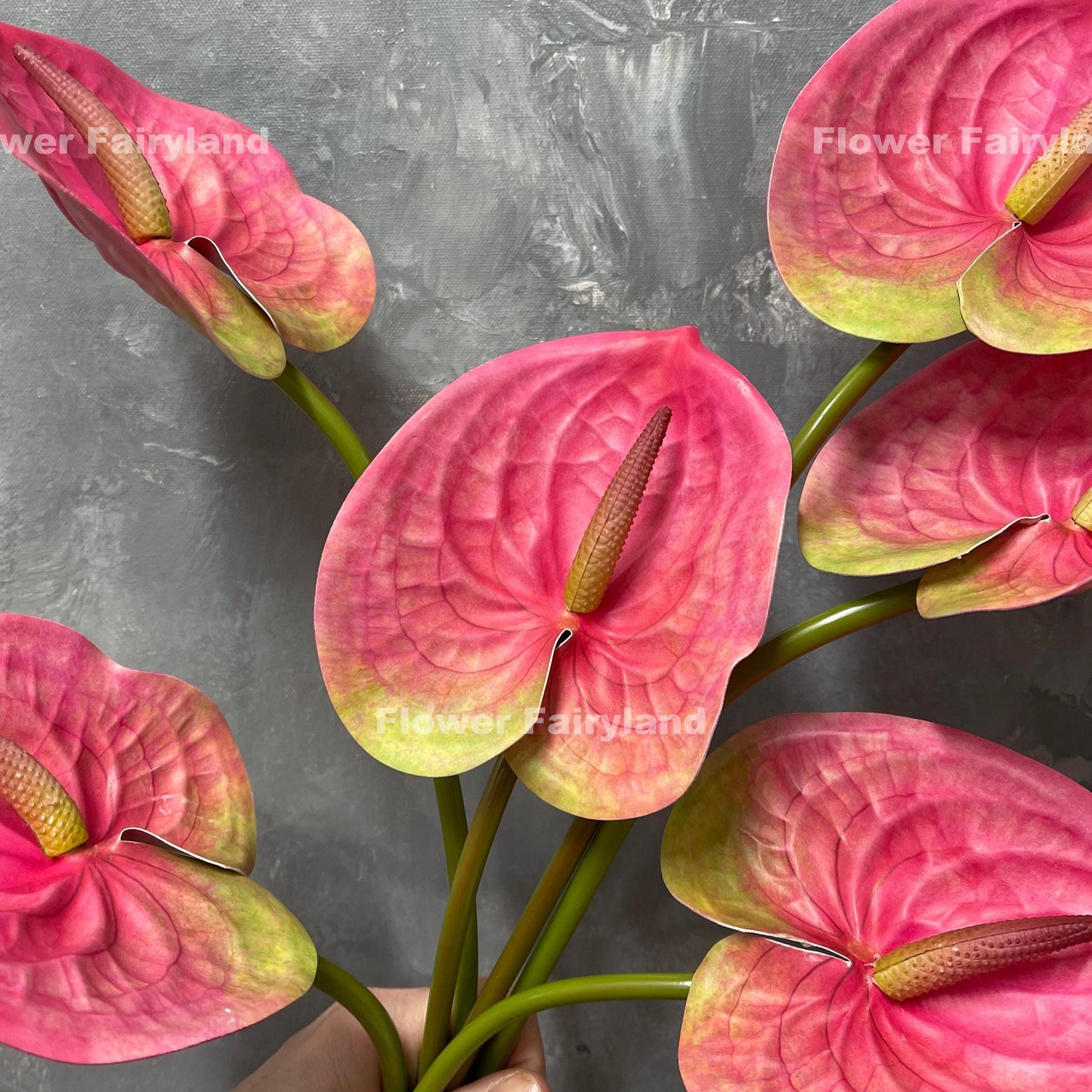 Pink anthurium flower head close-up