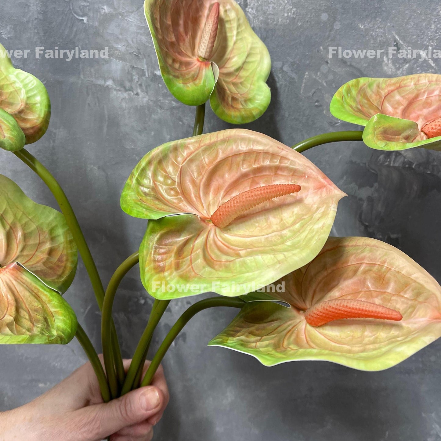 Greenish peach anthurium flower heads close-up