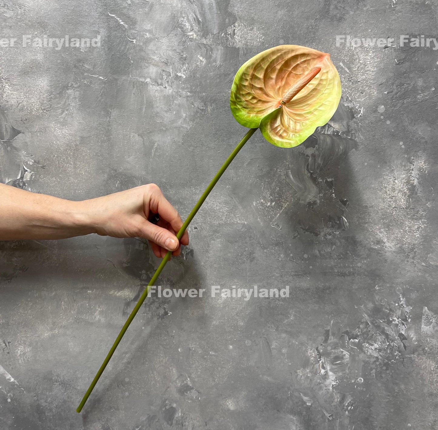 Greenish peach anthurium stem held in hand