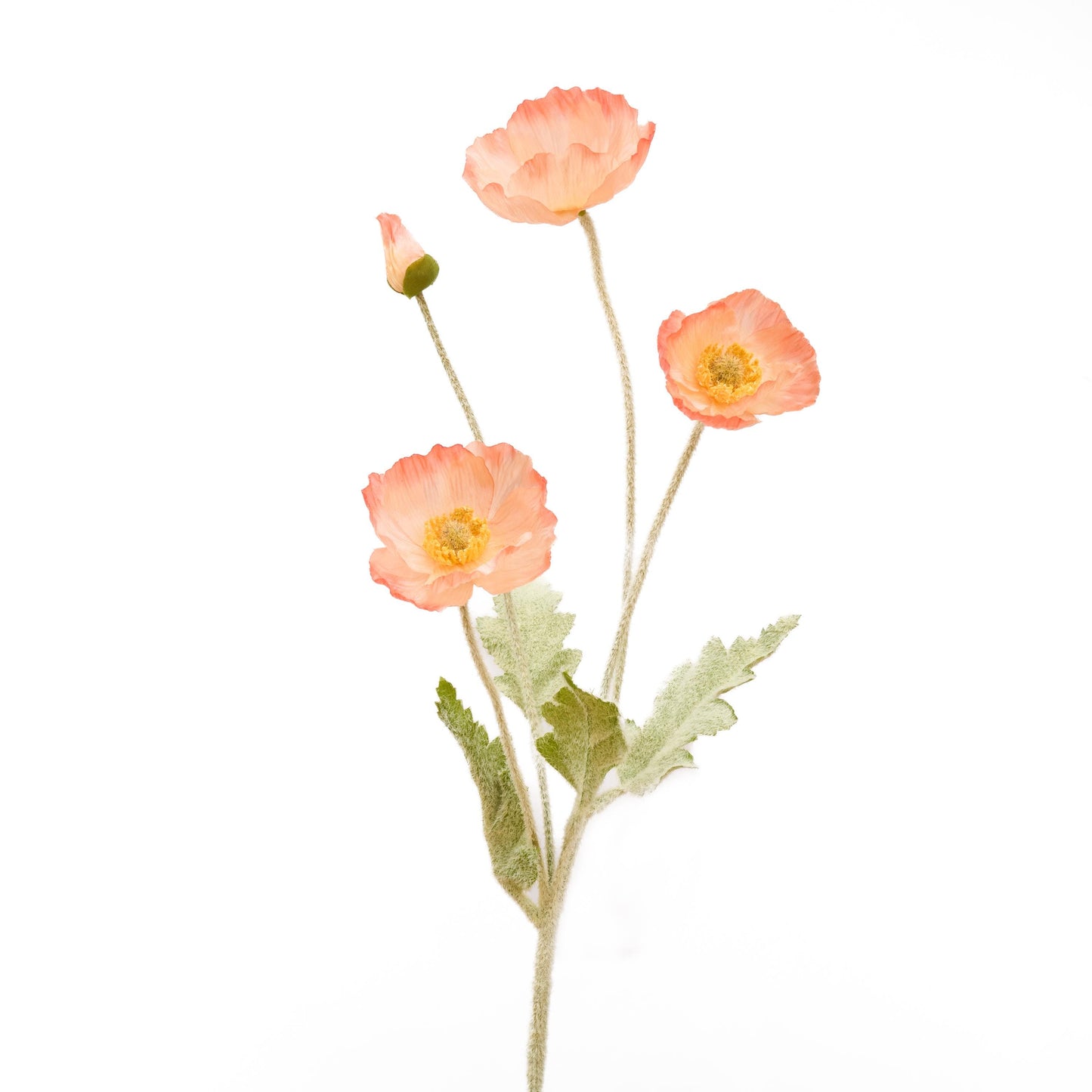 Single salmon edge poppy stem