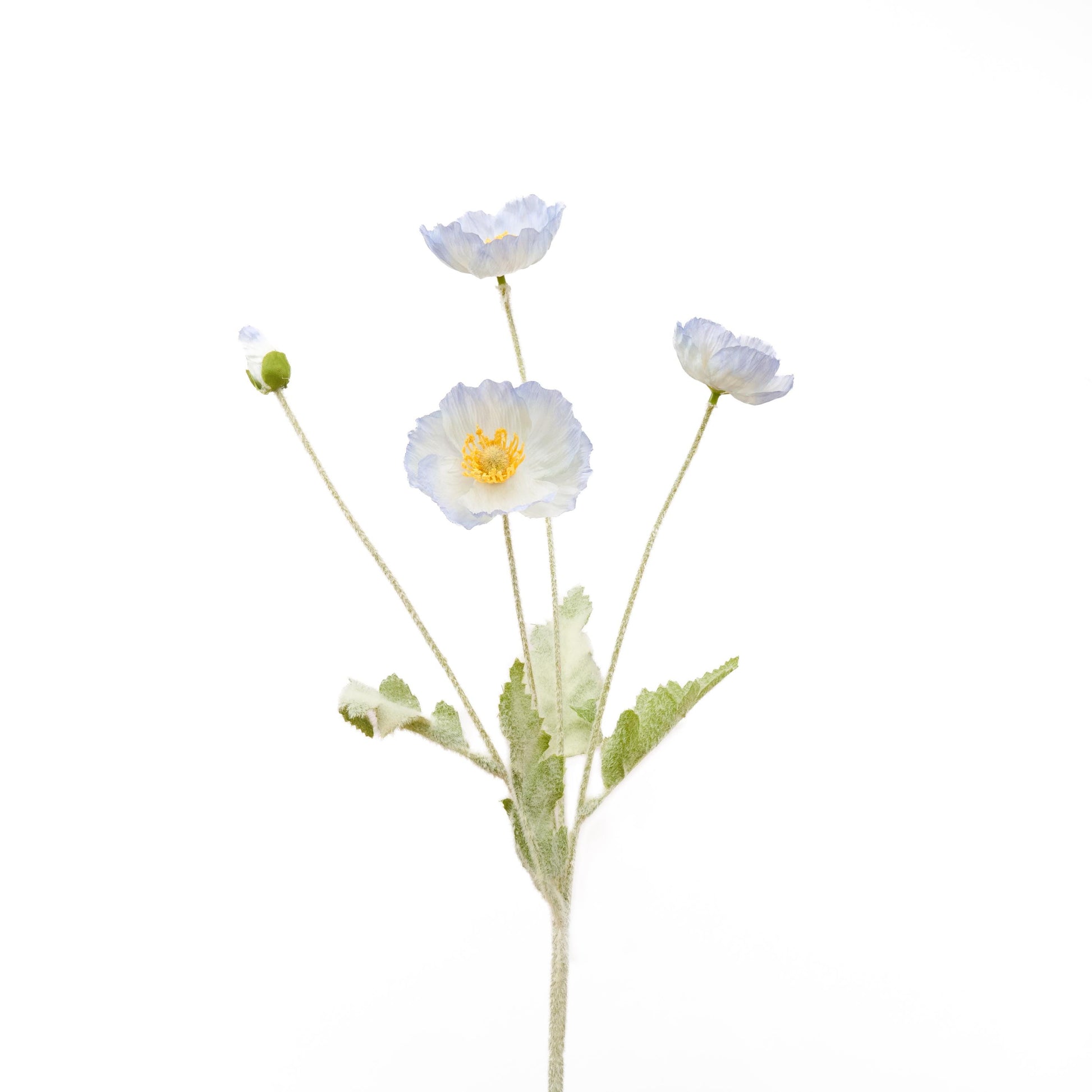 Single ice blue poppy stem