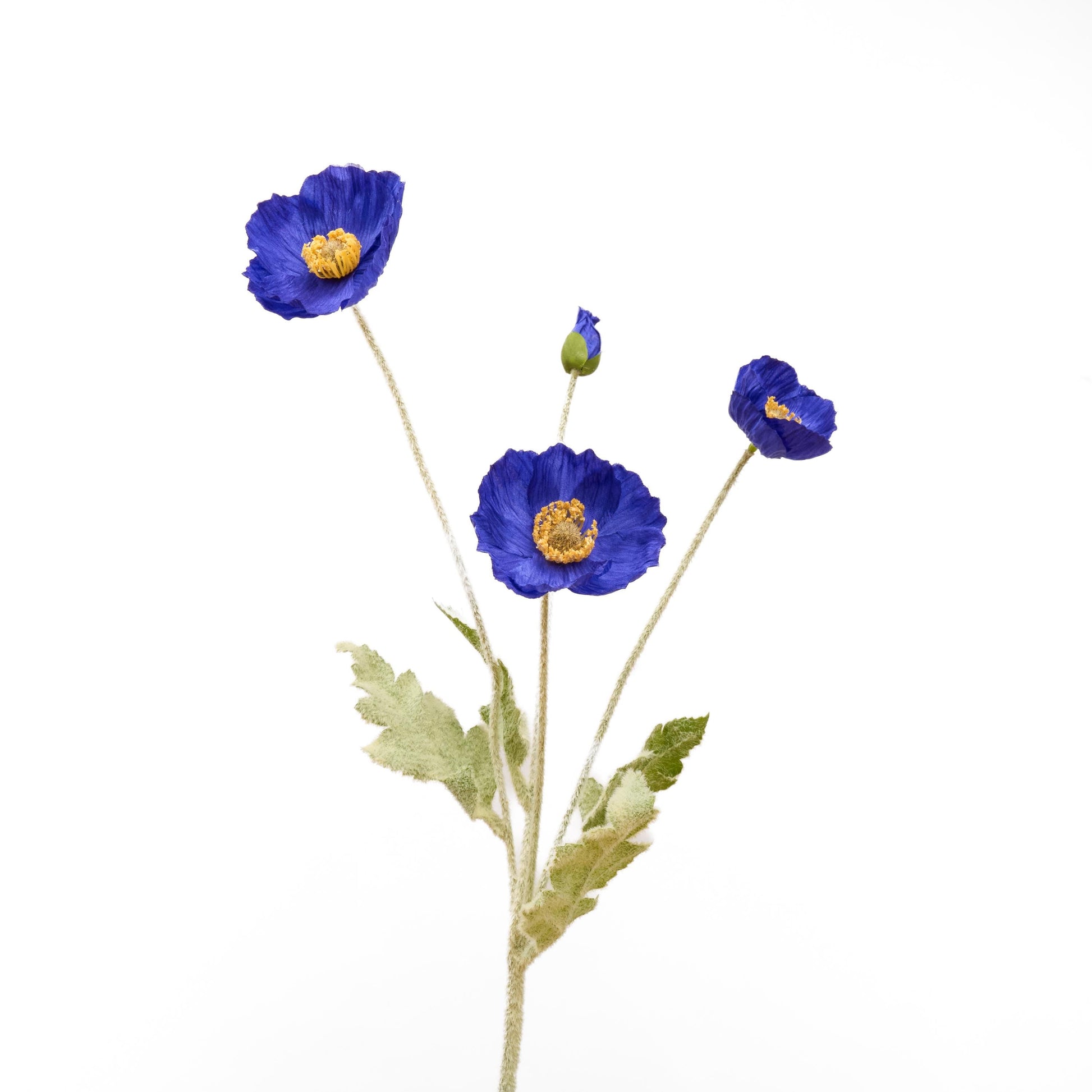 Single royal blue poppy stem
