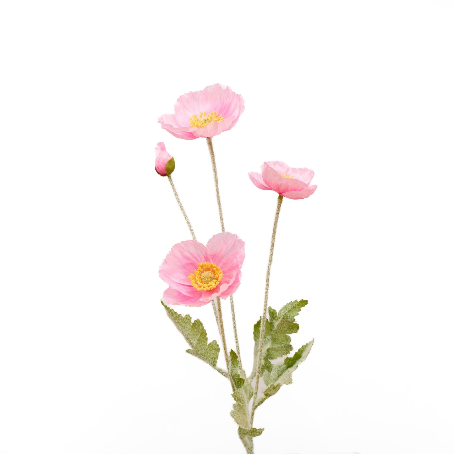 Single pretty pink poppy stem