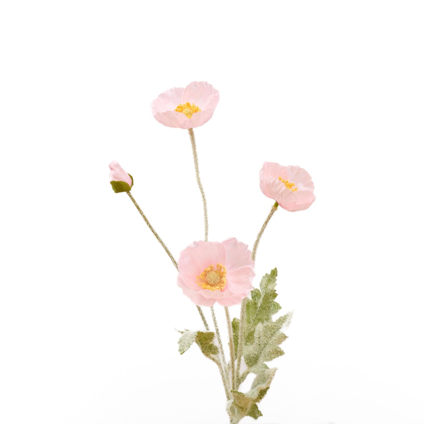 Single soft pink poppy stem