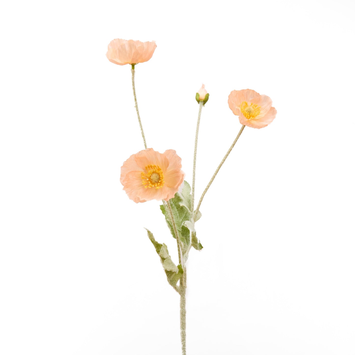 Single peach poppy stem