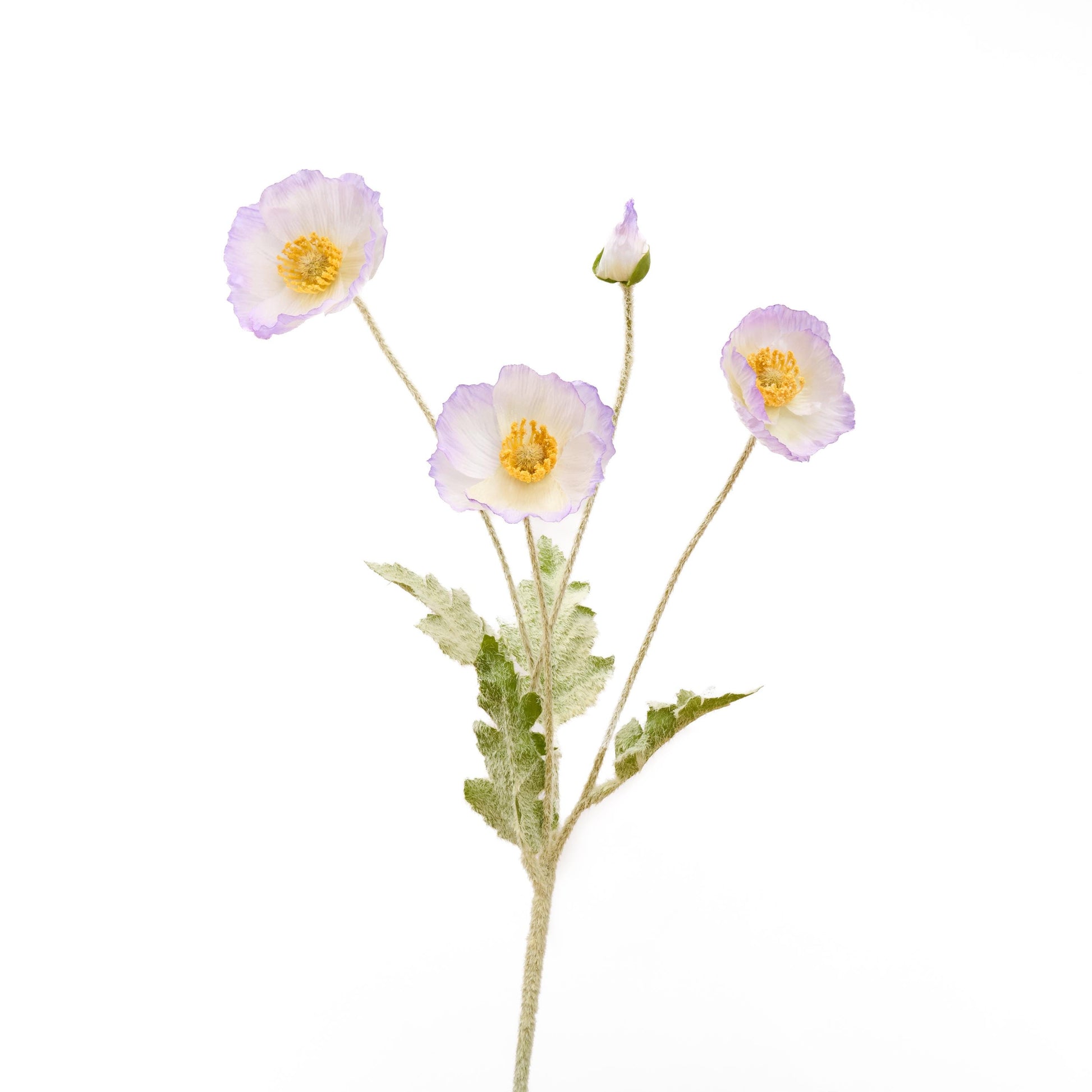 Single lavender edge poppy stem