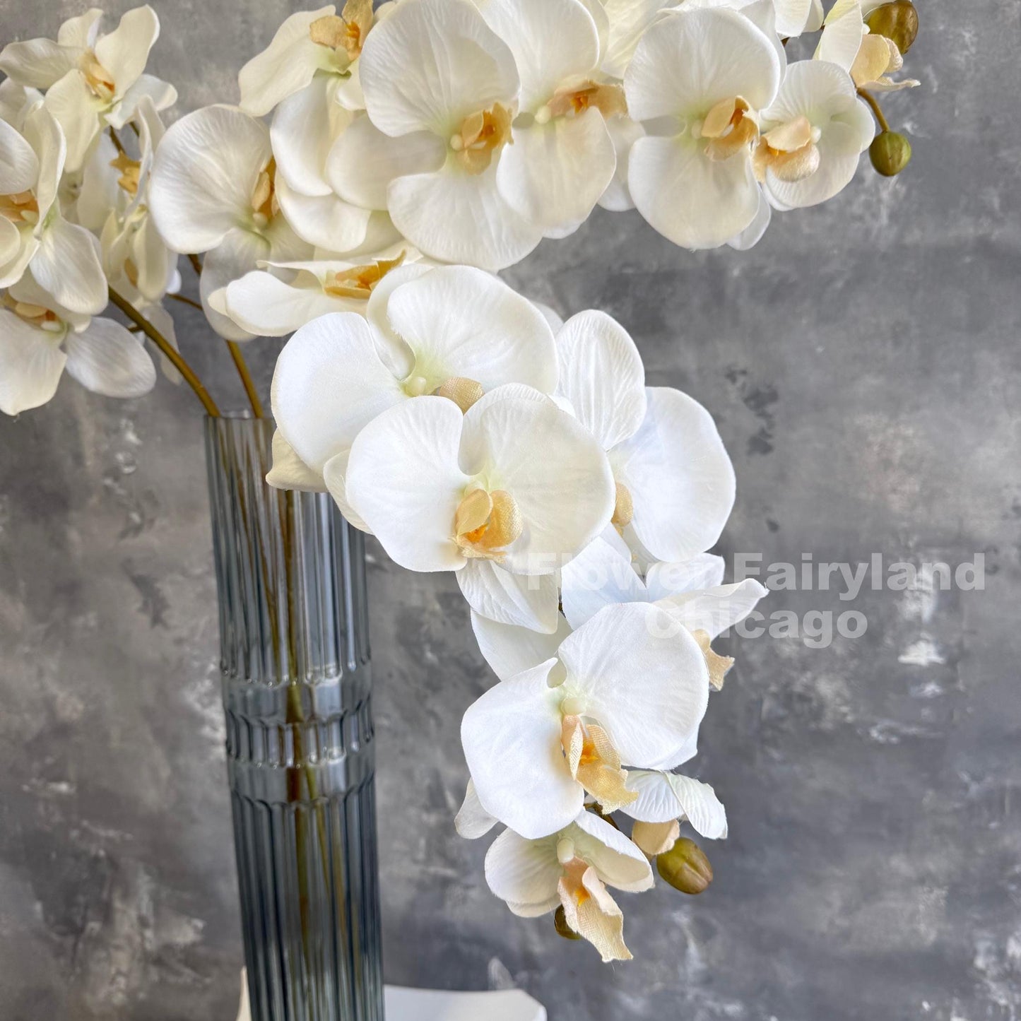 White orchid blooms close up in a vase