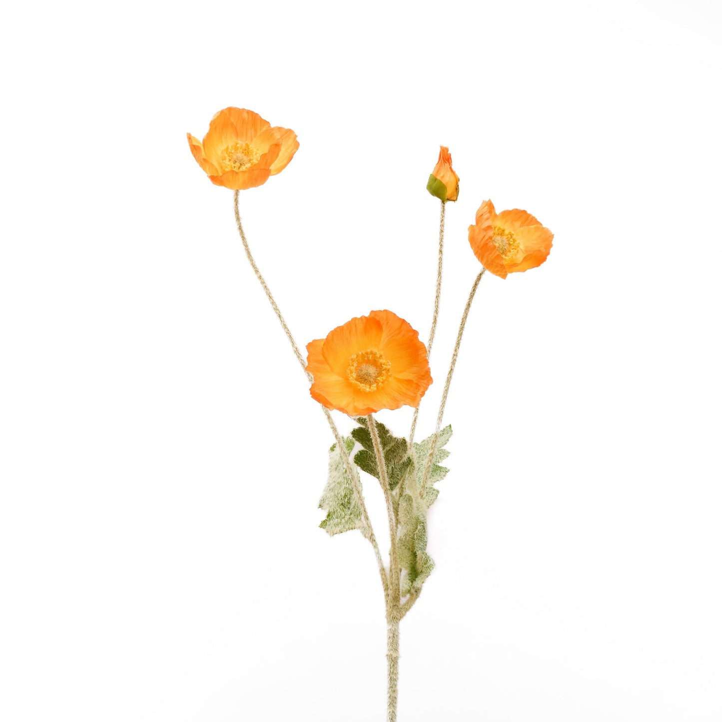 Single orange poppy stem
