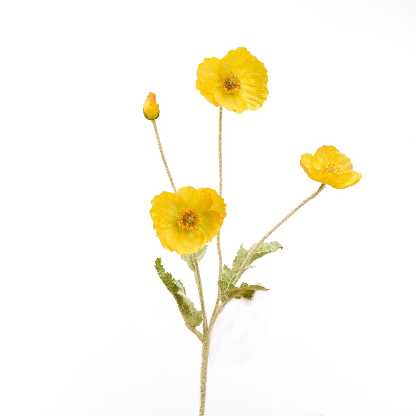 Single yellow poppy stem