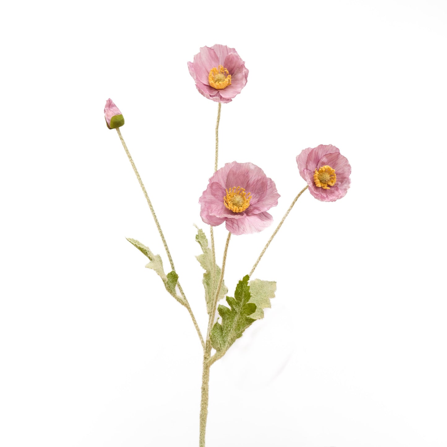 Single lilac mauve poppy stem