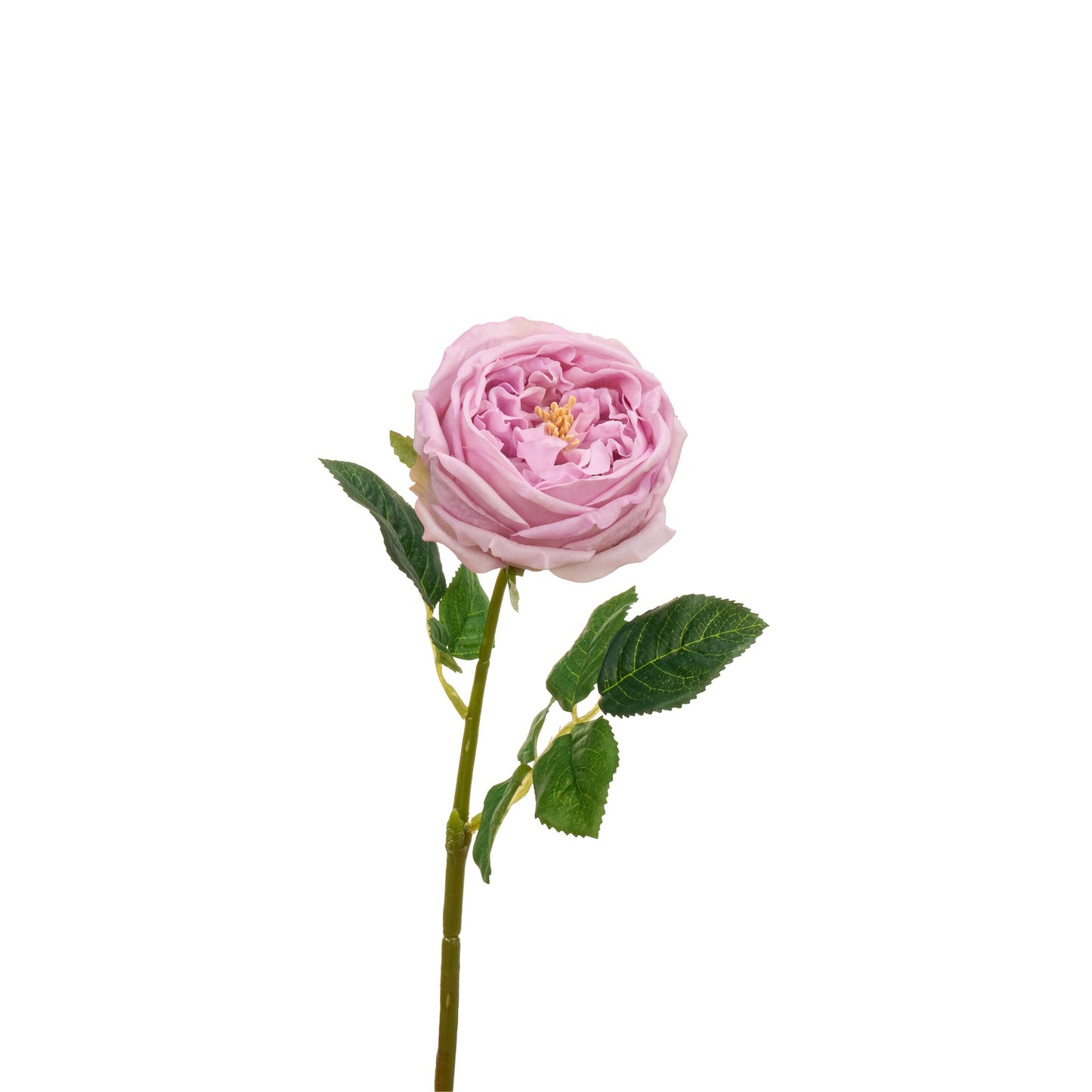 Single light purple David Austin rose stem