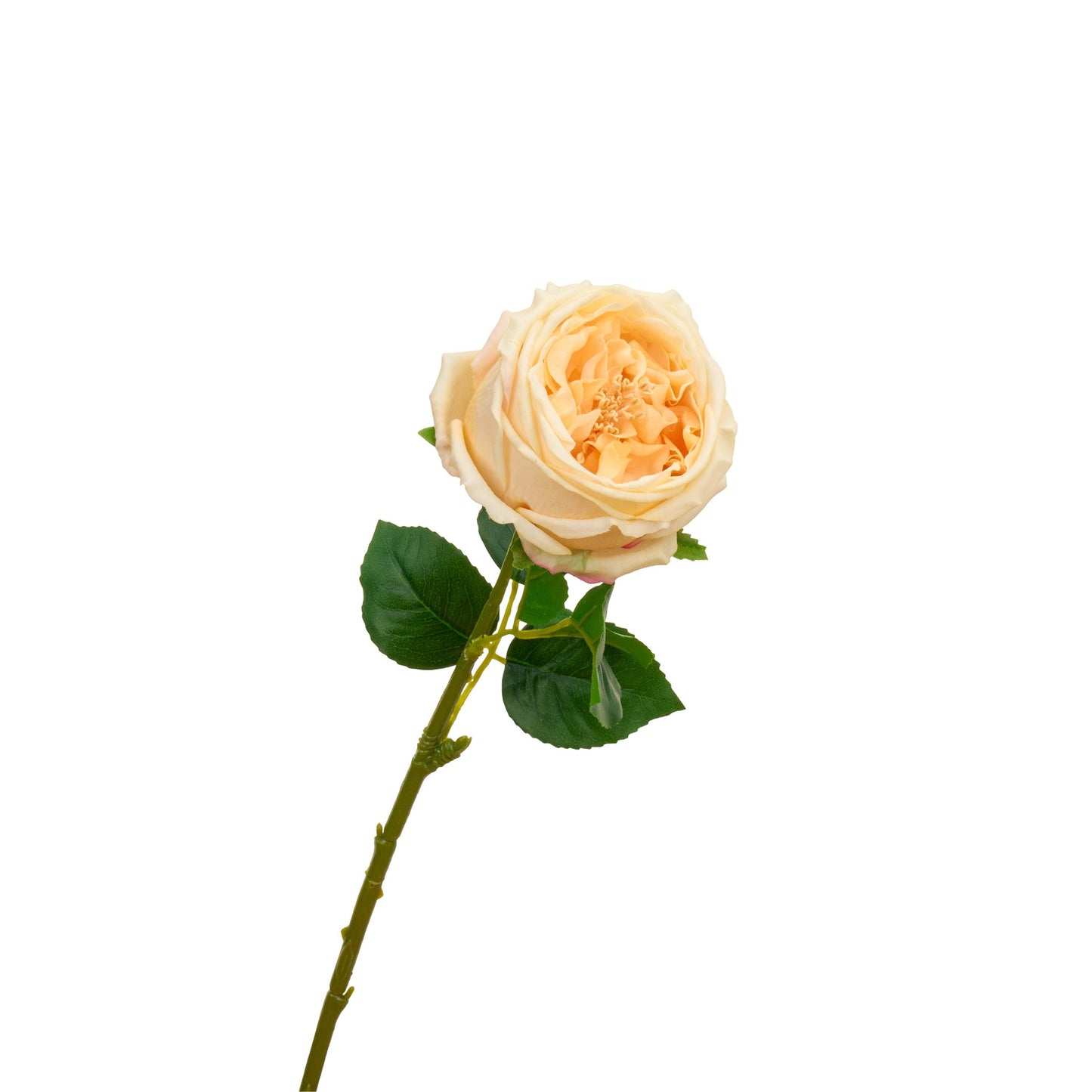 Single light peach David Austin rose stem