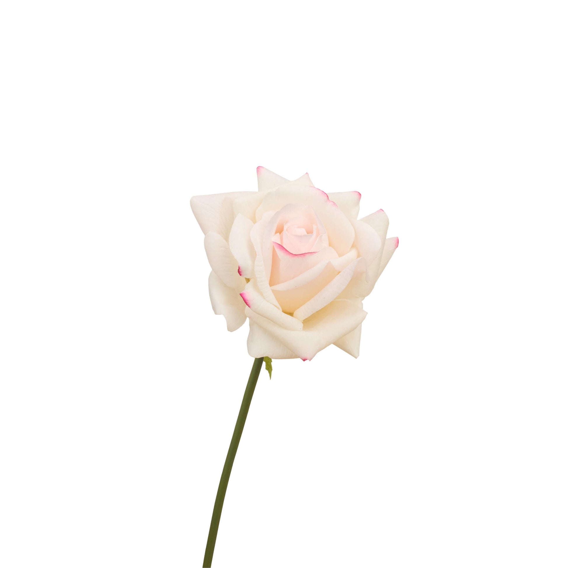 Single cream rose stem with soft pink edge