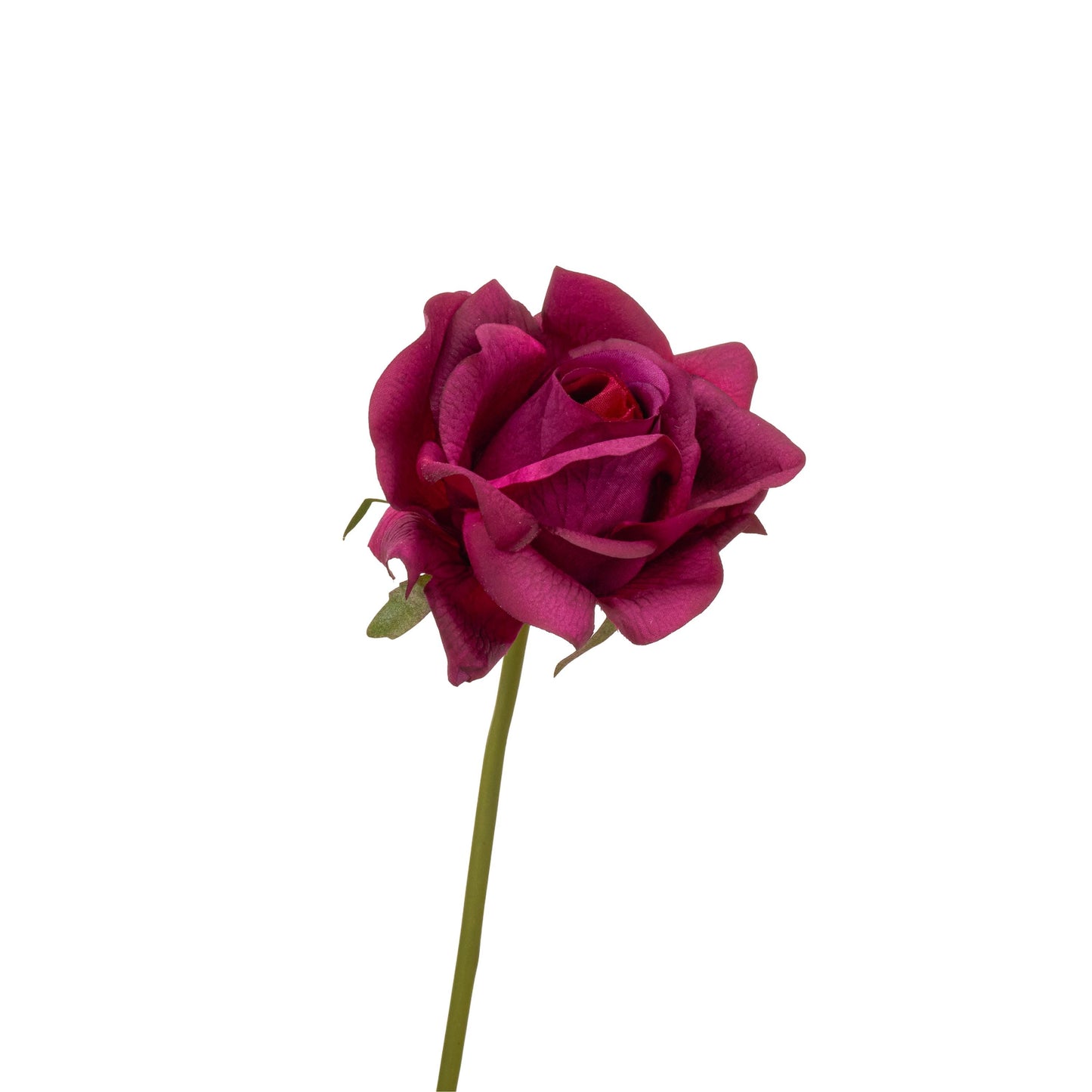 Dark purple rose close-up detail