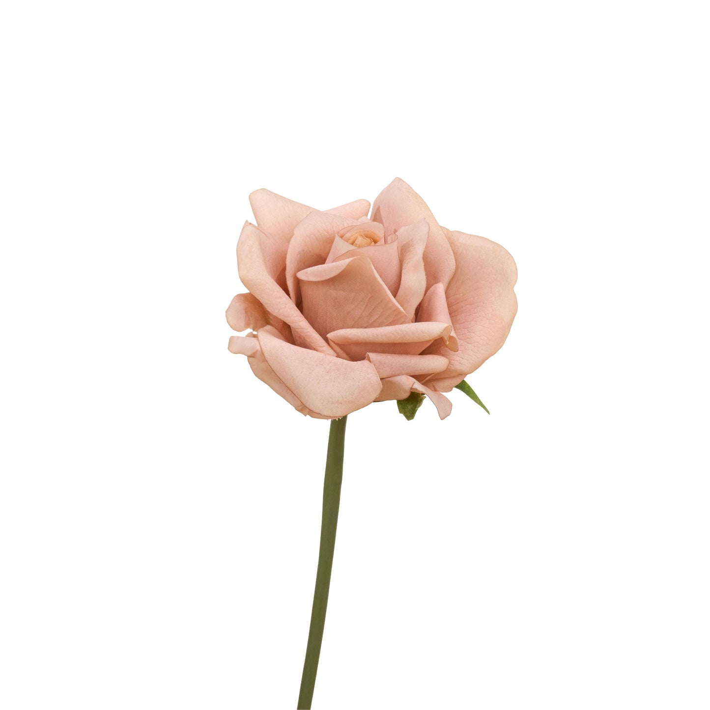 Single beige caramel rose stem