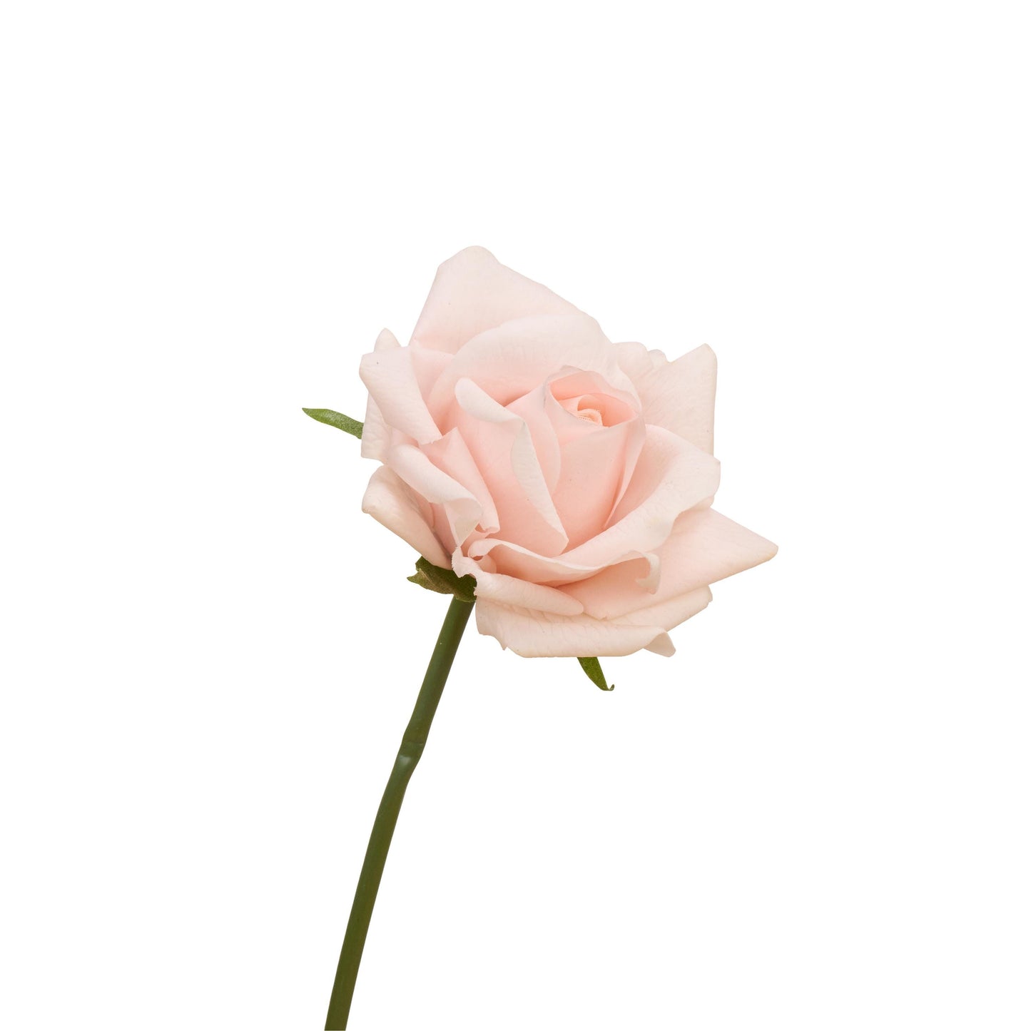 Single pale pink rose stem