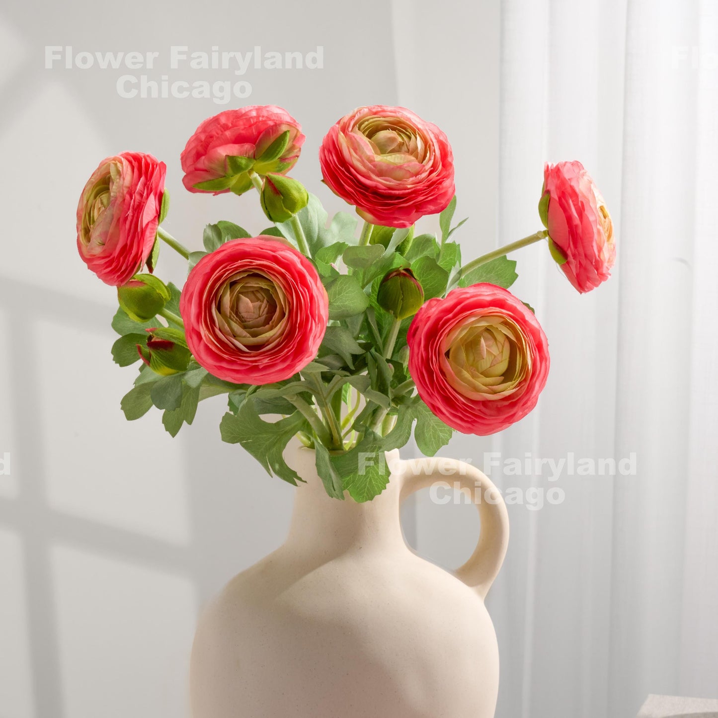 Pink edge ranunculus bloom detail