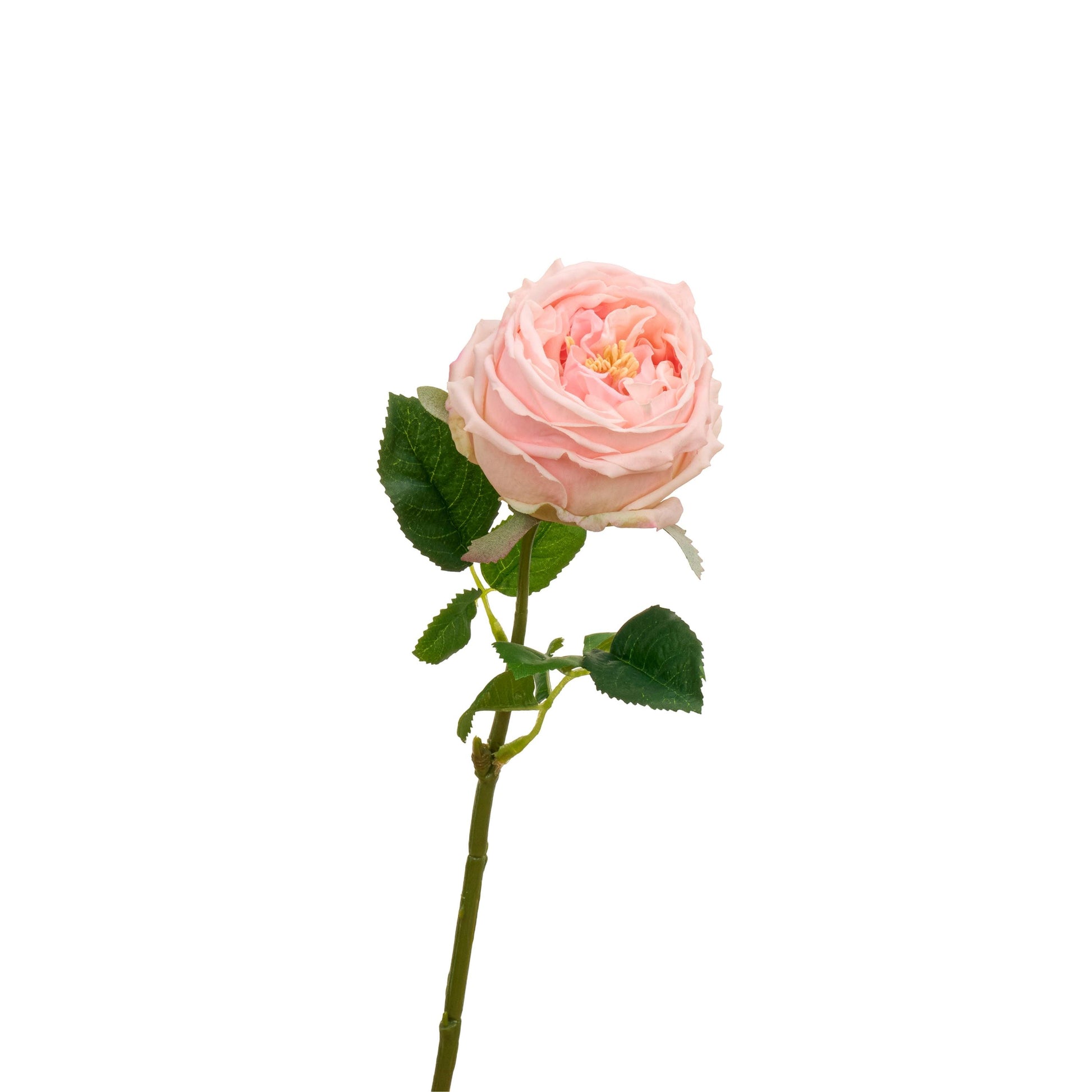 Single light pink David Austin rose stem