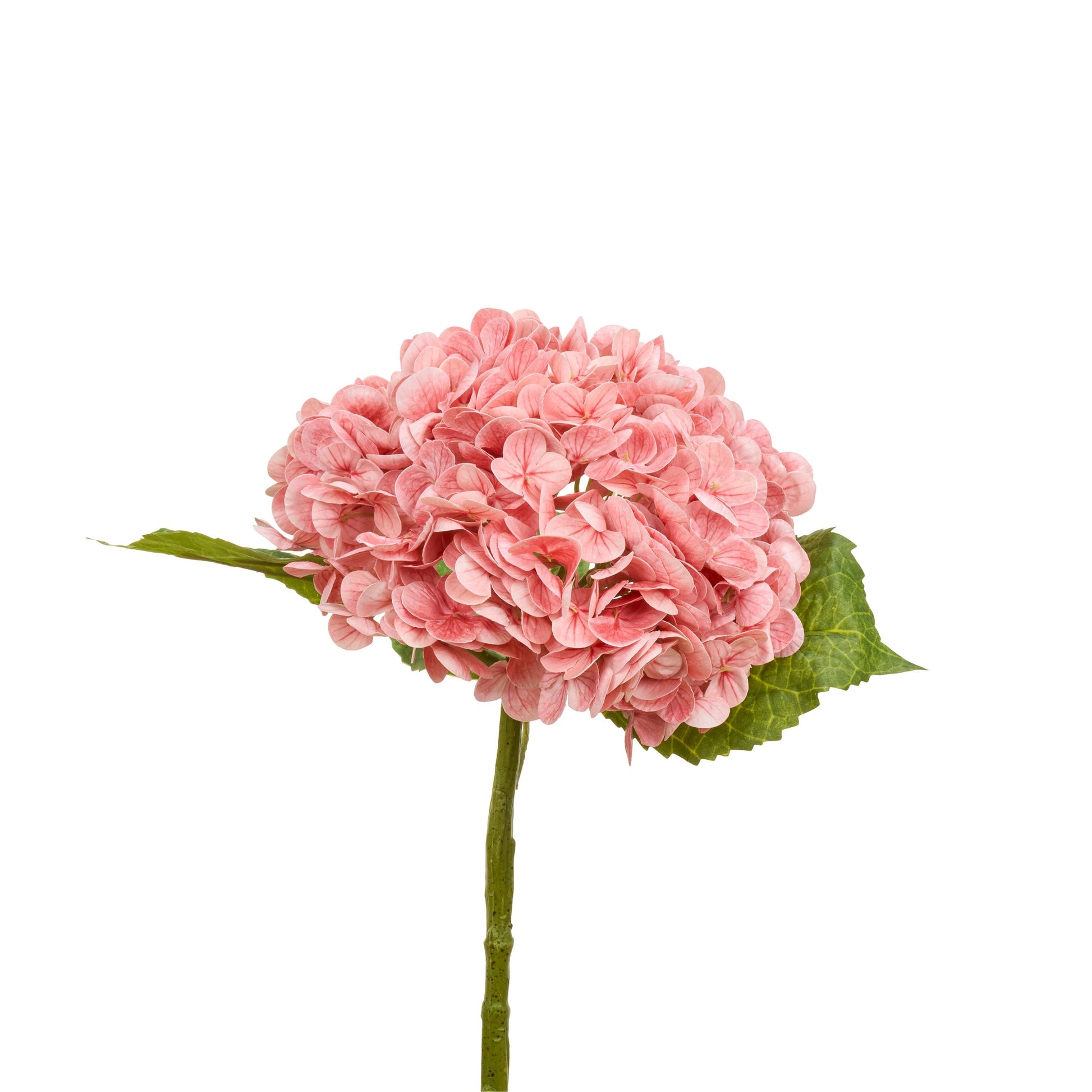 Antique pink hydrangea in arrangement