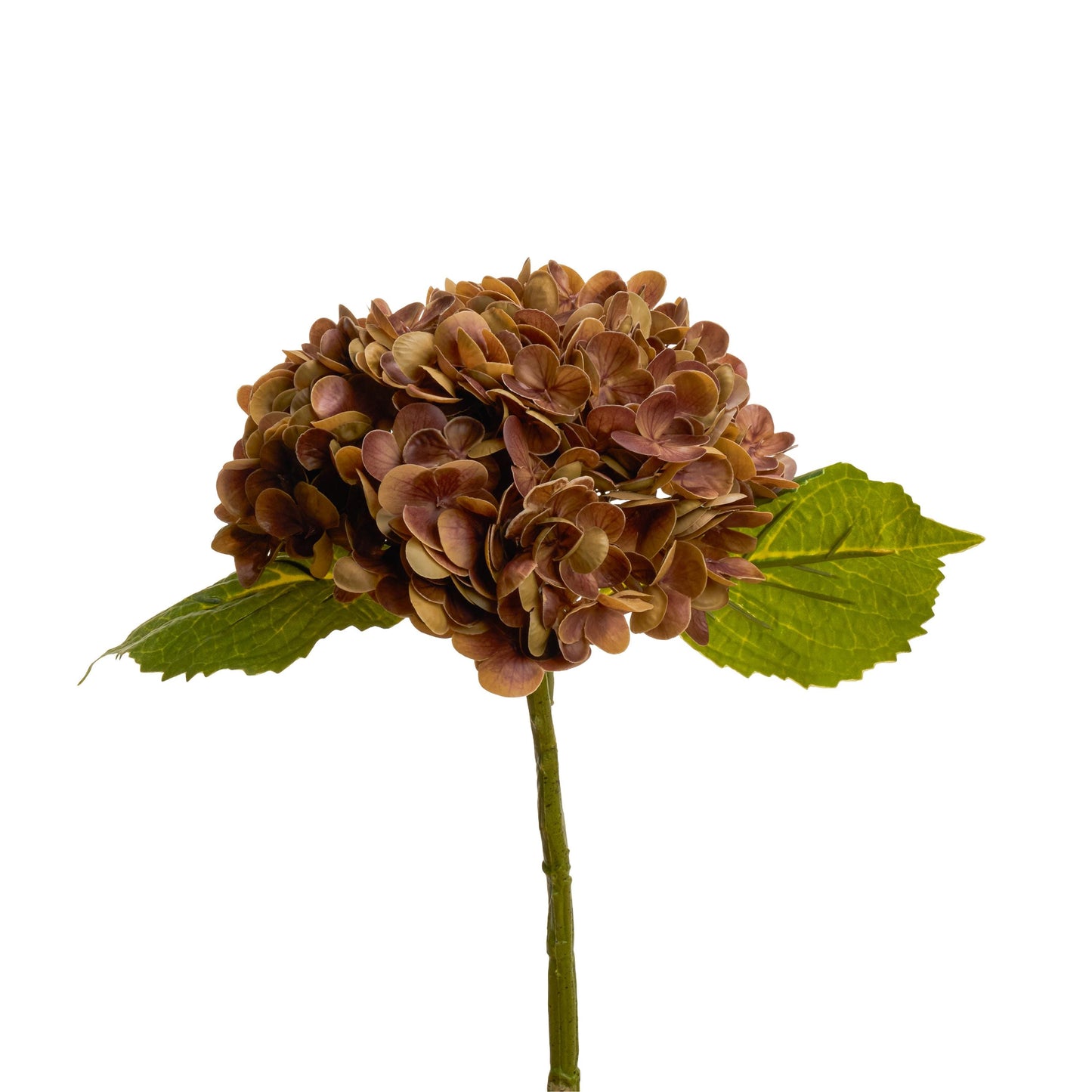 Brown hydrangea in arrangement