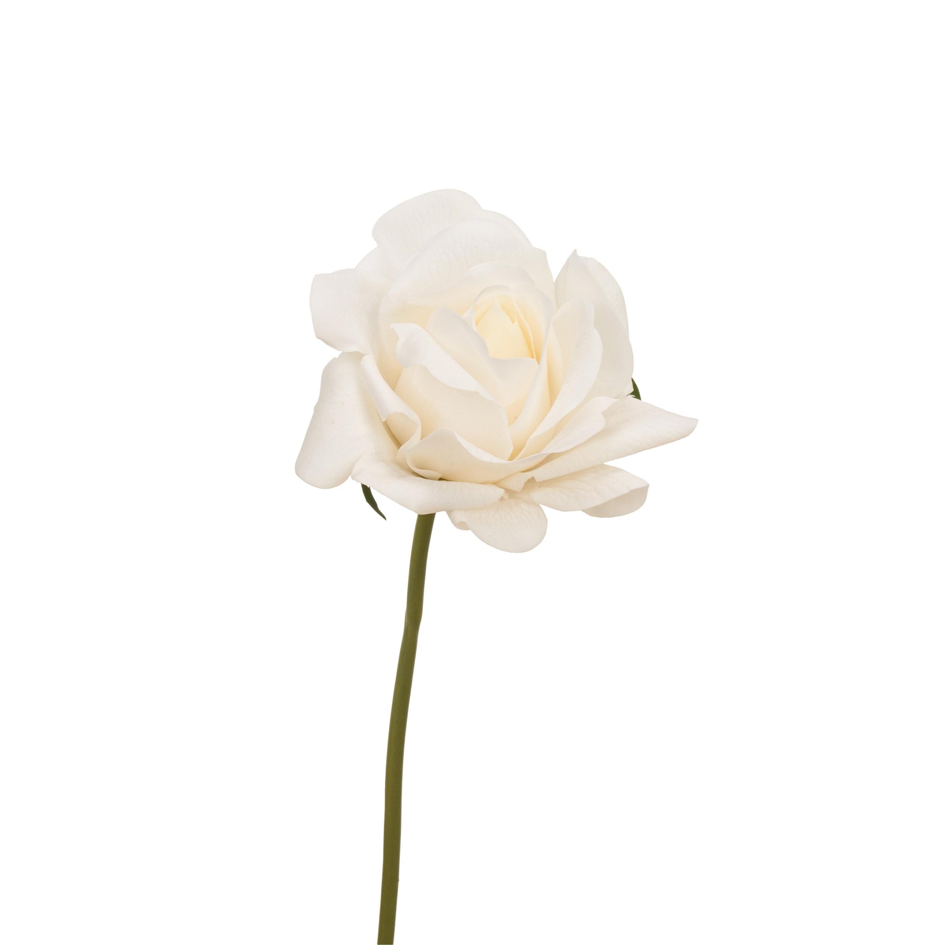 Single milky white rose stem