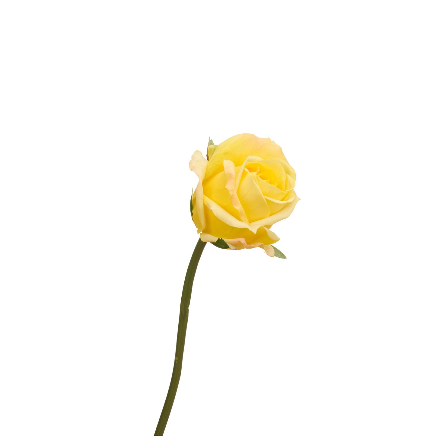 Single yellow rose stem from bouquet
