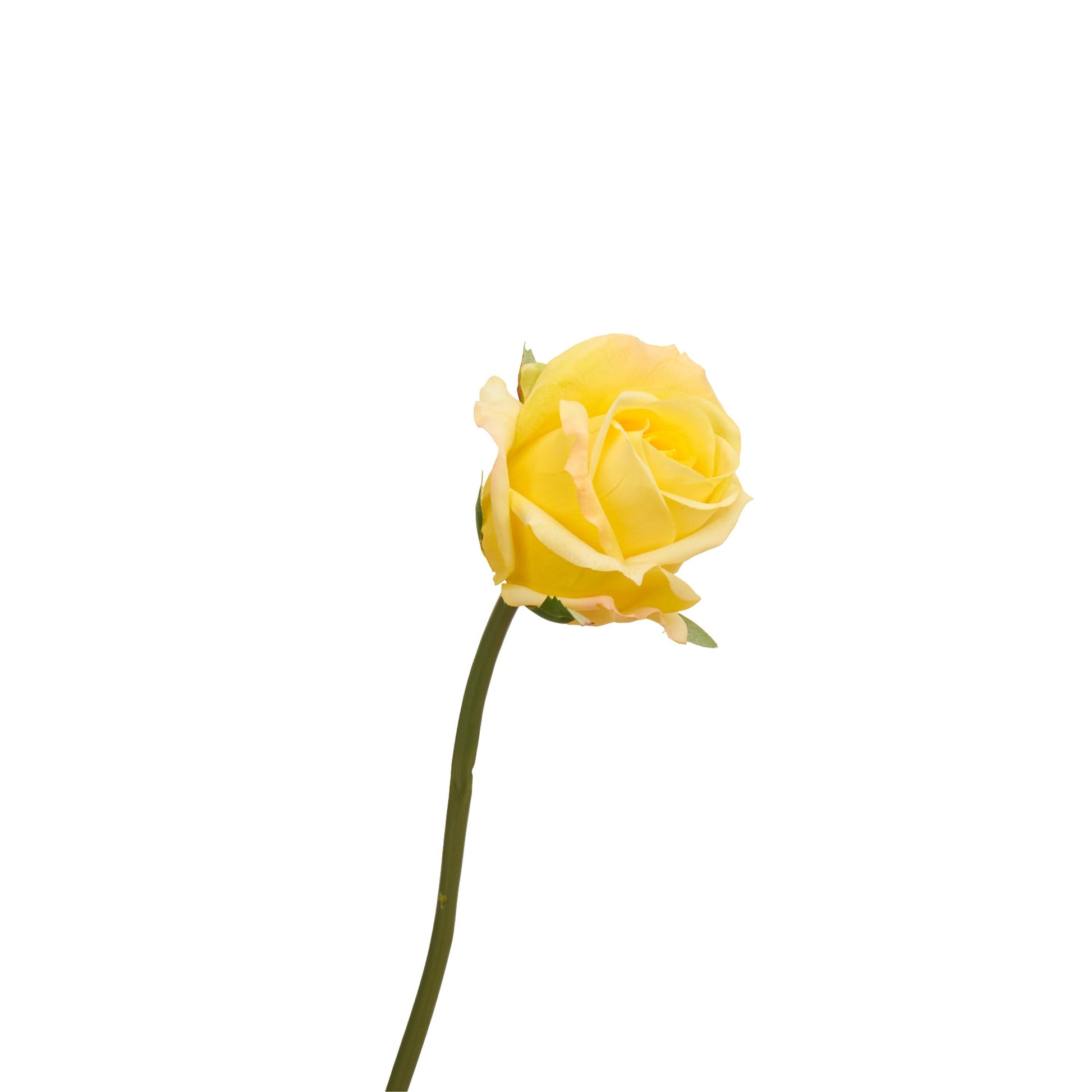 Single yellow rose stem from bouquet