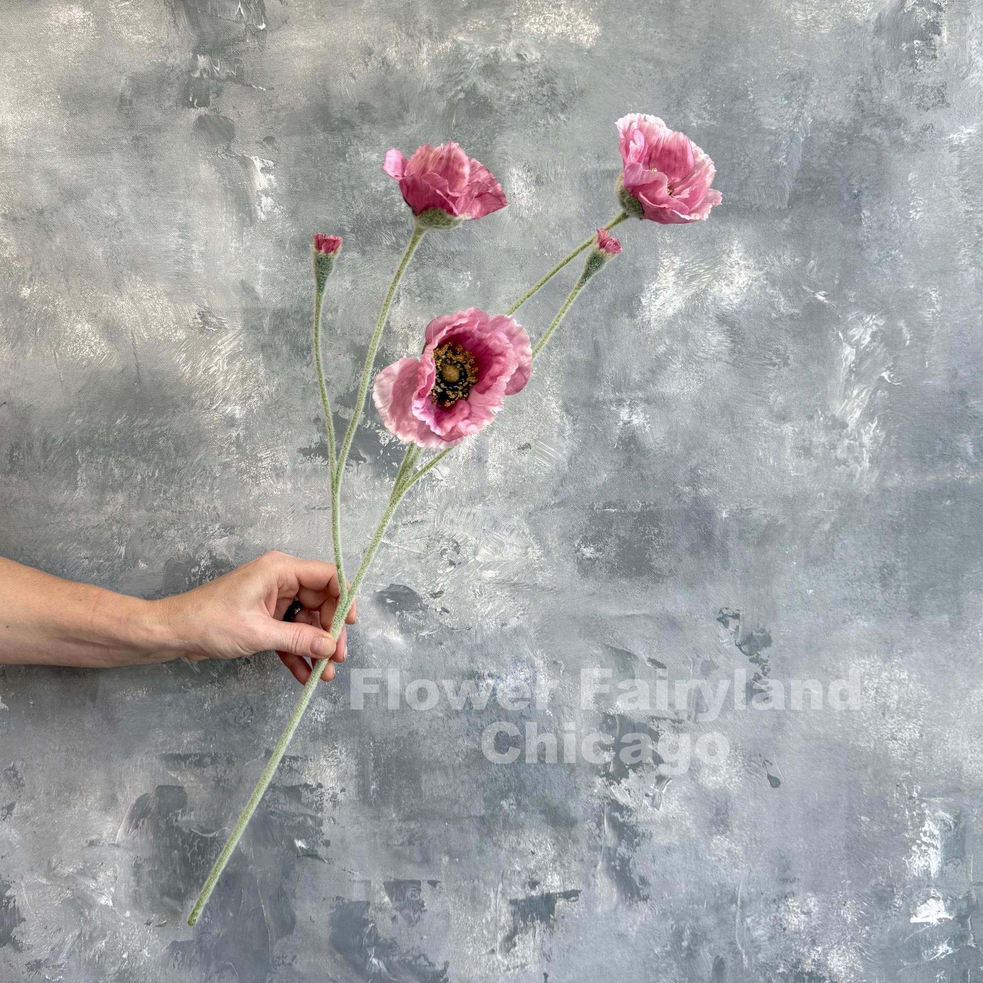 Single mauve pink Iceland poppy stem held in hand