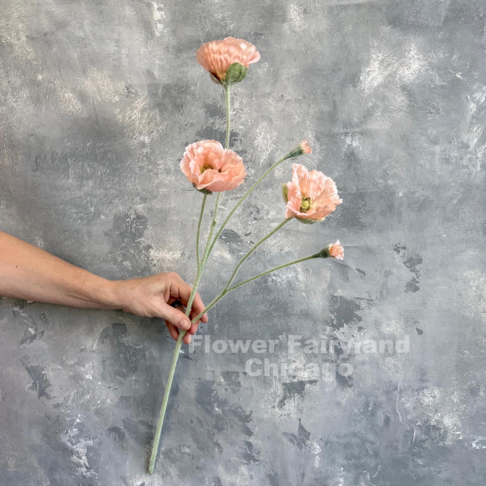 Single light coral Iceland poppy stem held in hand