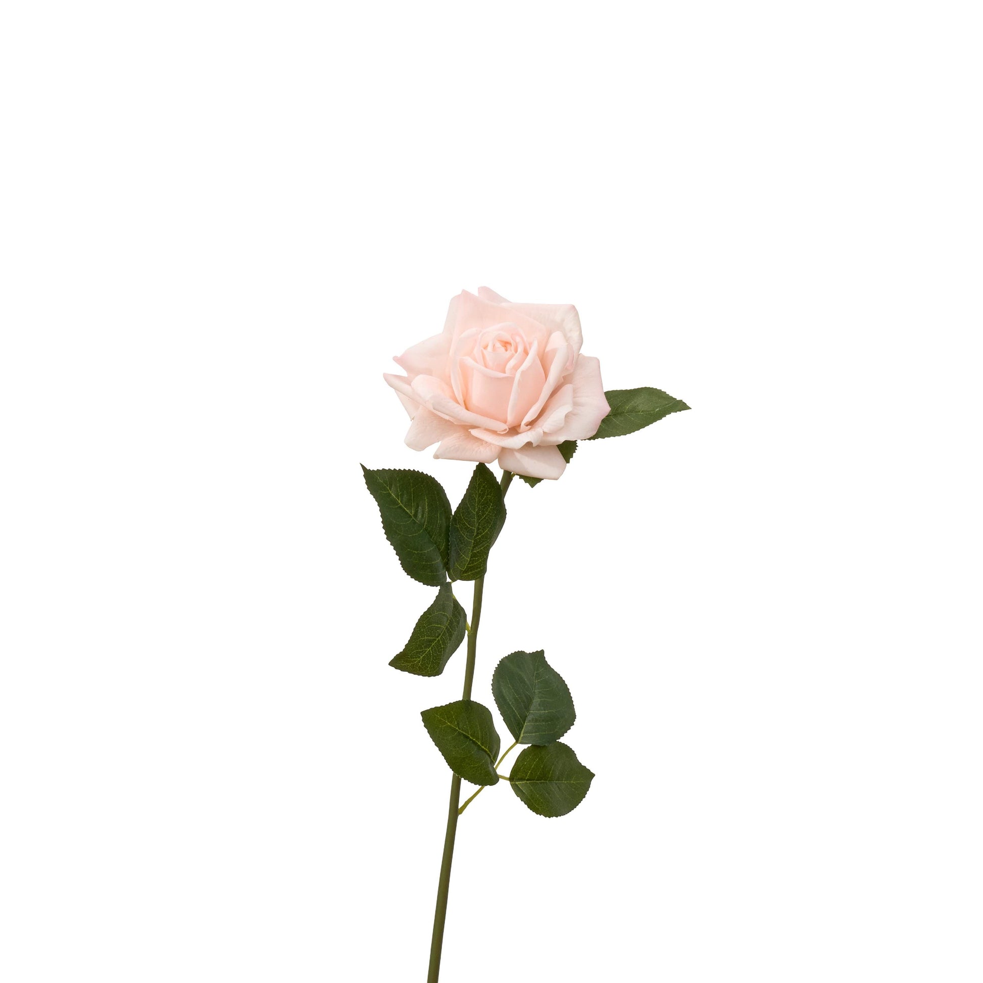 30 inch real touch full bloom rose single stem in pale pink